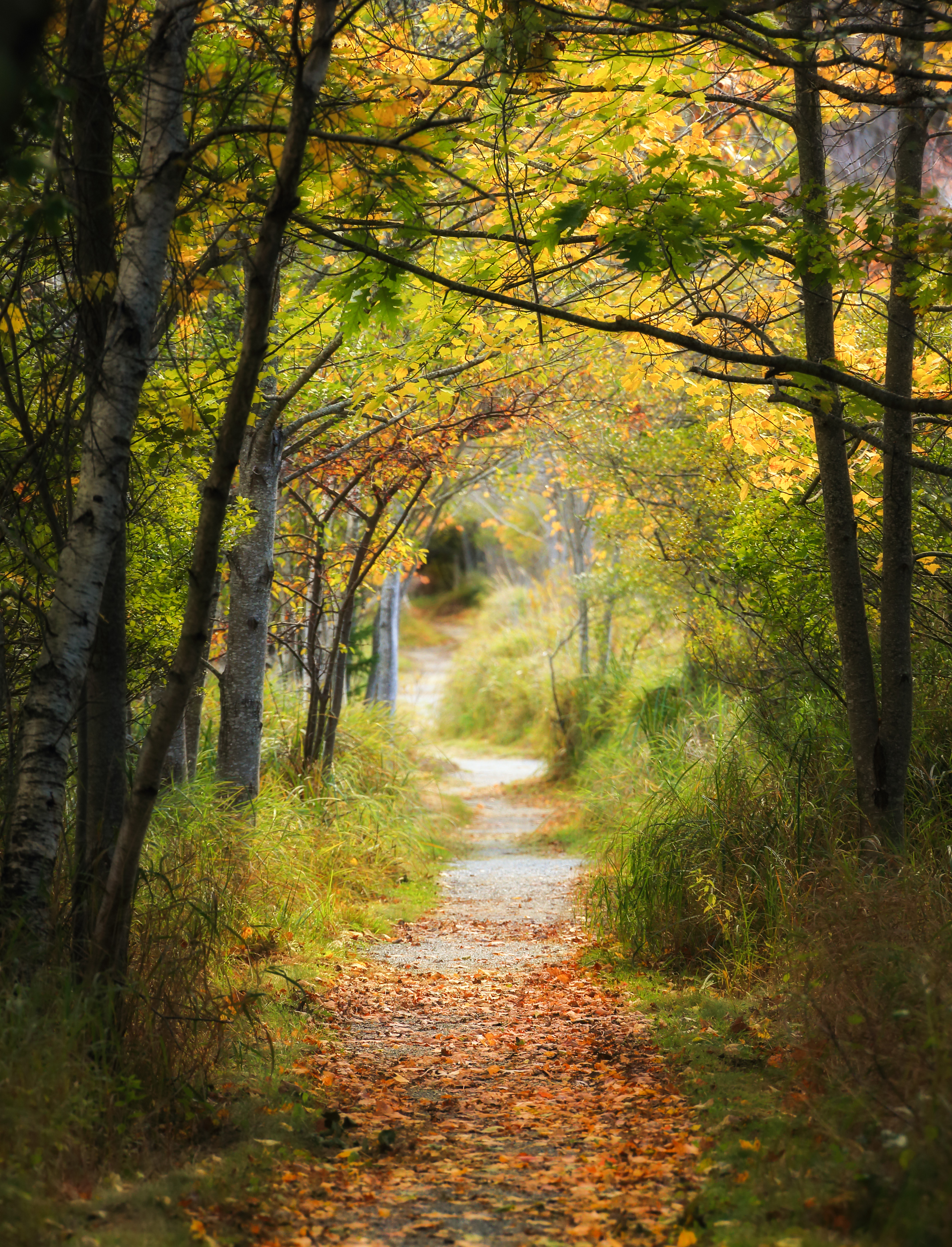 Forest path winding through an aspen grove — symbol of the living recursive path