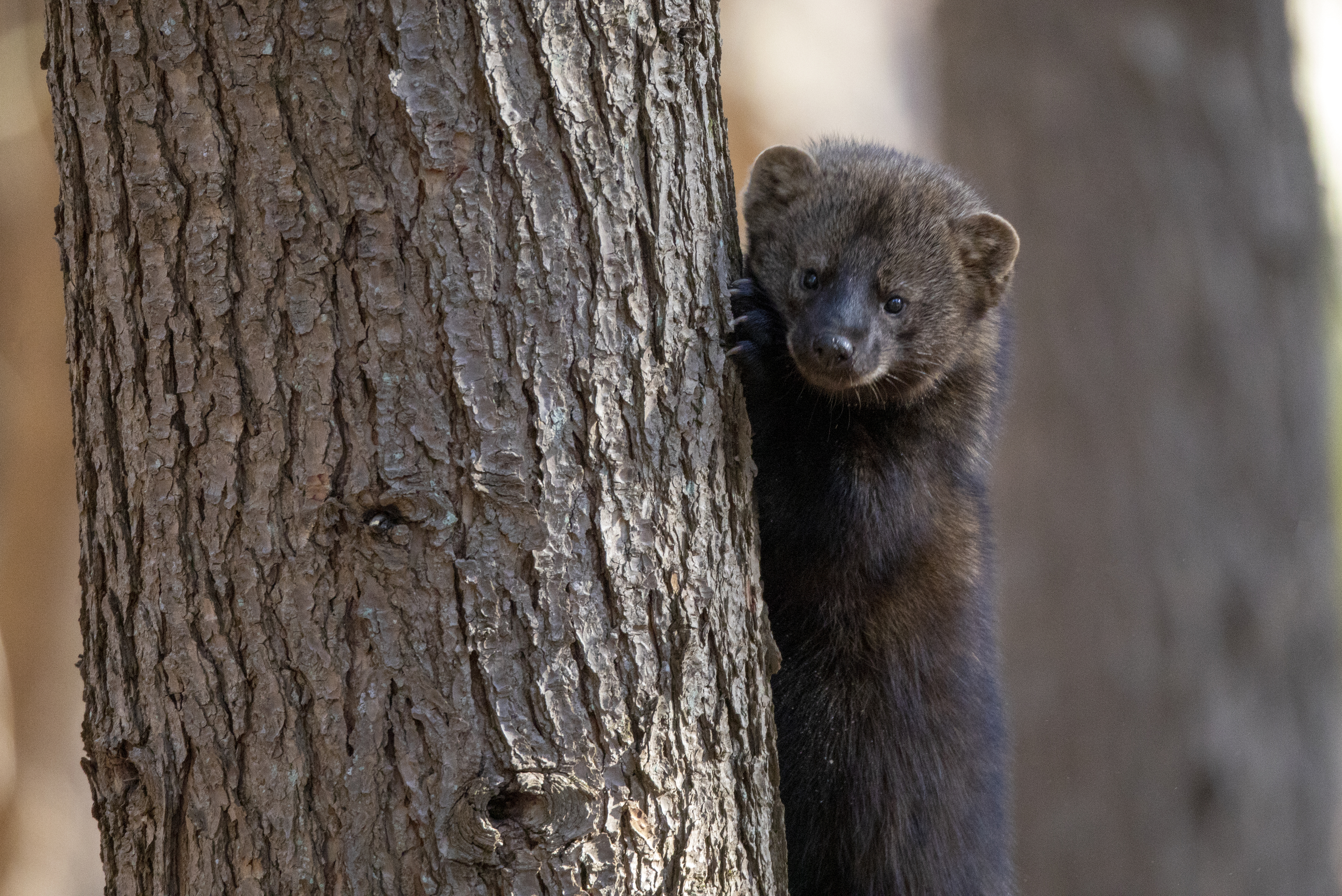 Fisher emerging from den at dusk in forest habitat showing life cycle and denning behavior