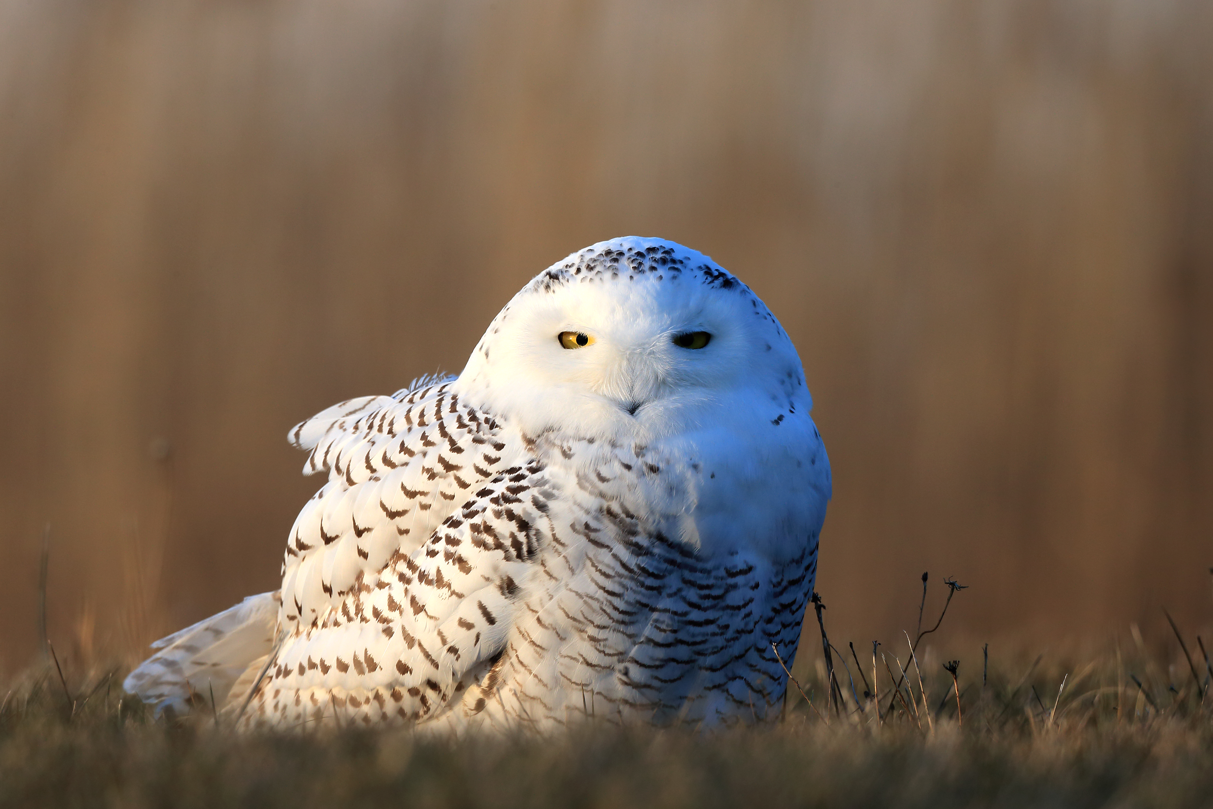 Snowy Owl Sitting in Golden Light – Symbol of Stillness and Inner Vision by Robbie George