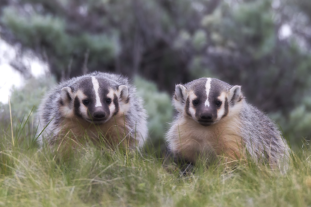 Curious Badger Kits Exploring Spring – Spirit Animal Photography by Robbie George