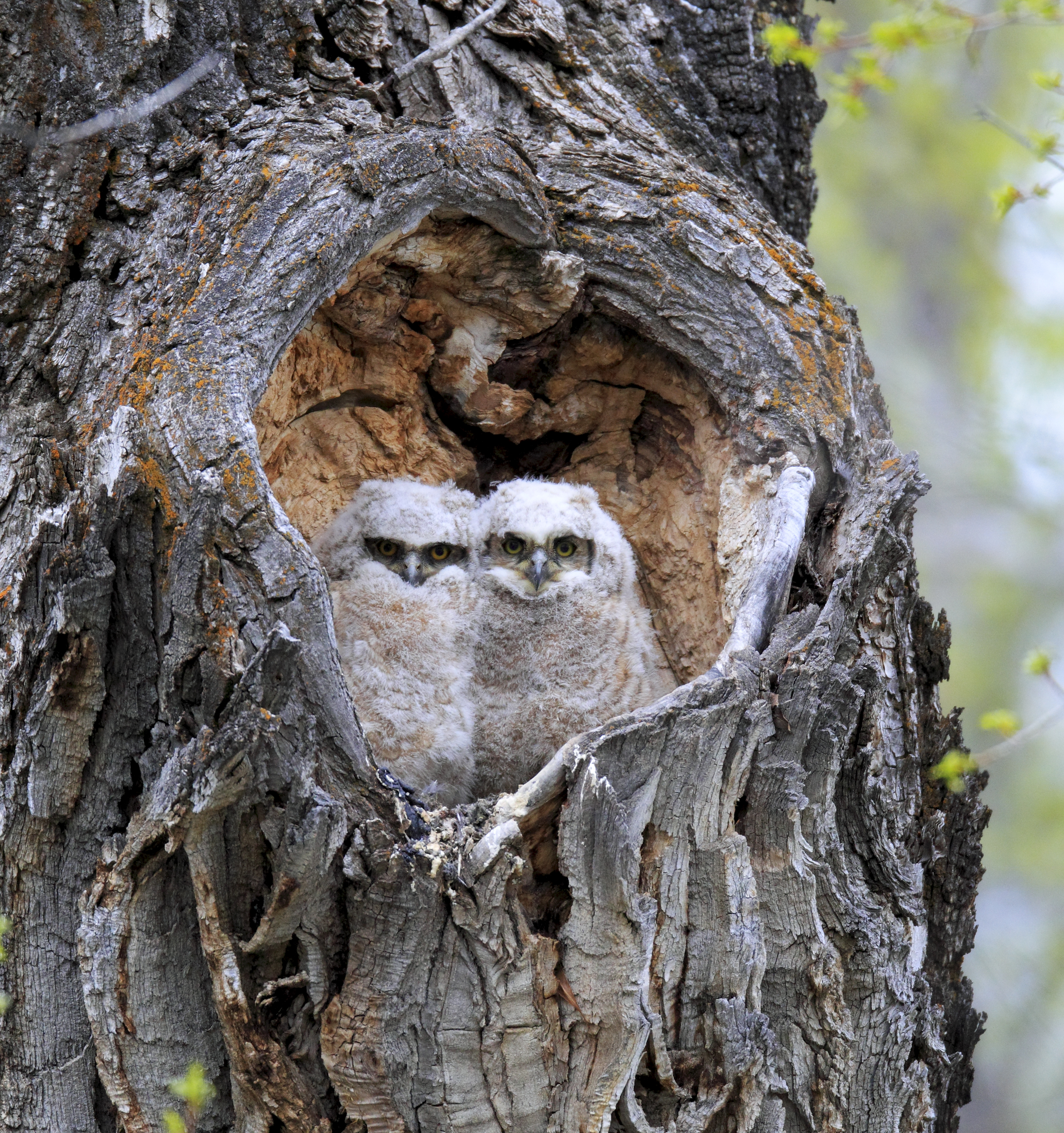 Baby Great Horned Owls Peering from Tree – Nature Photography by Robbie George