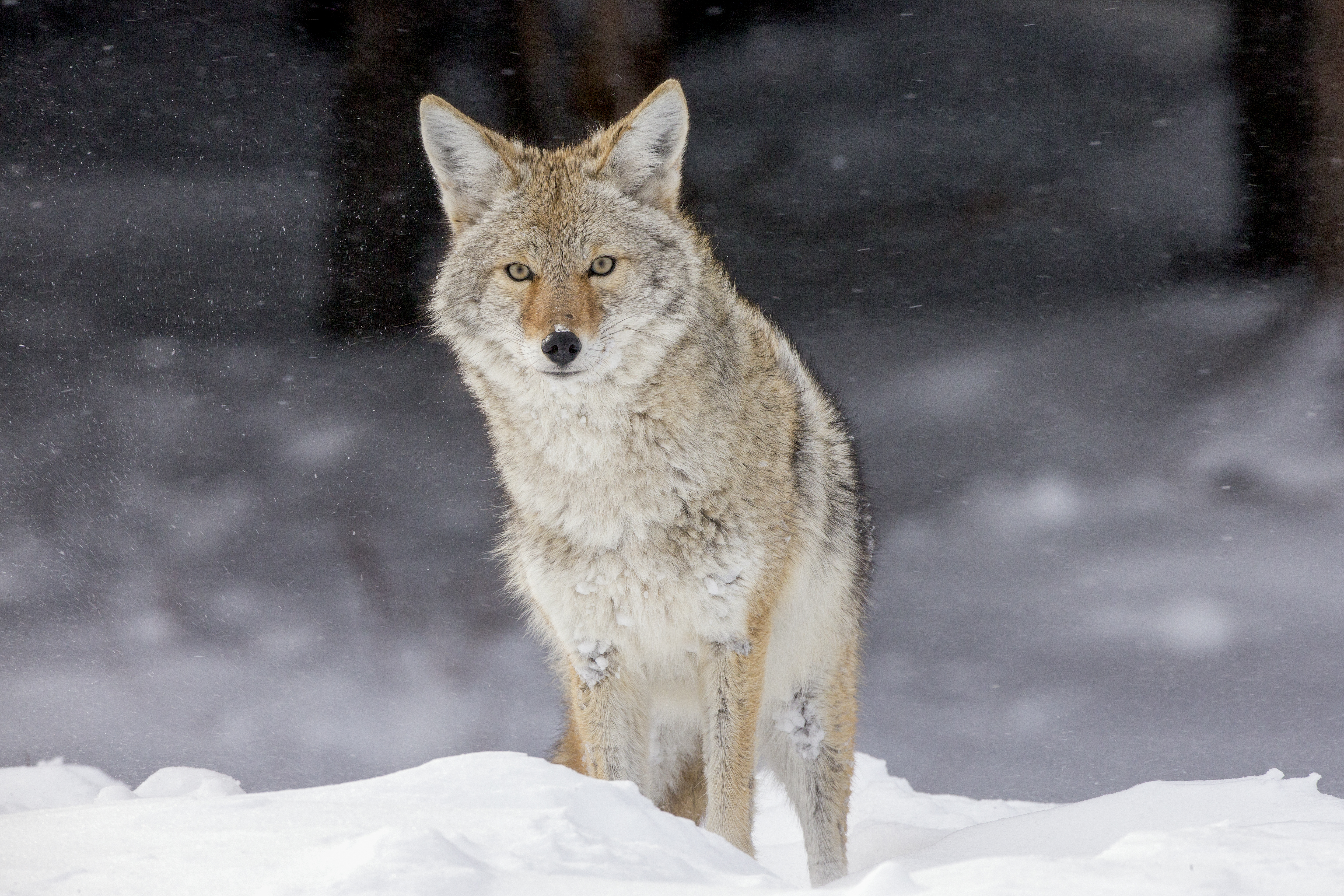 Coyote in Winter Snowstorm – Wildlife Photography by Robbie George