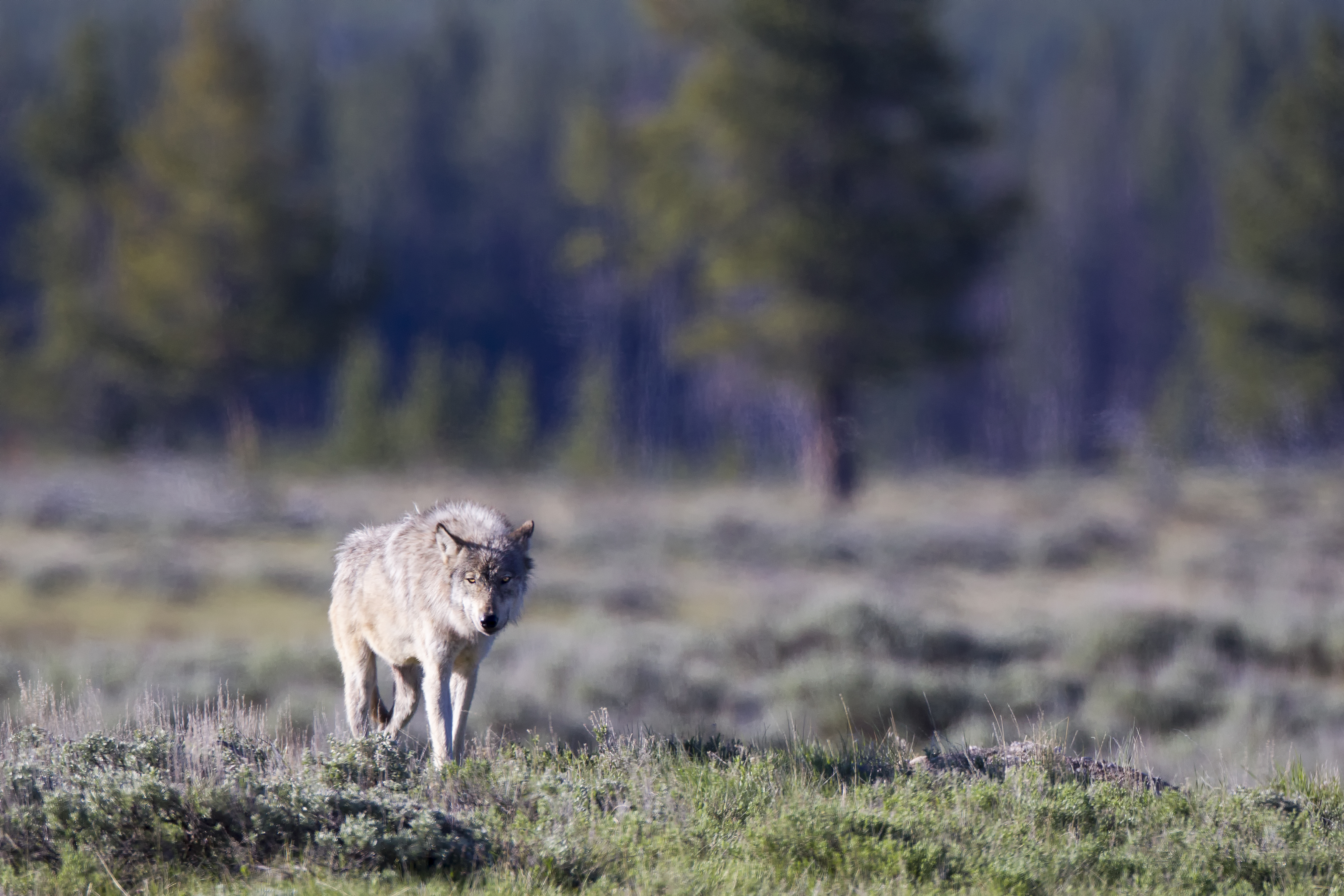Grey wolf in wilderness representing conservation action and protection of natural ecosystems