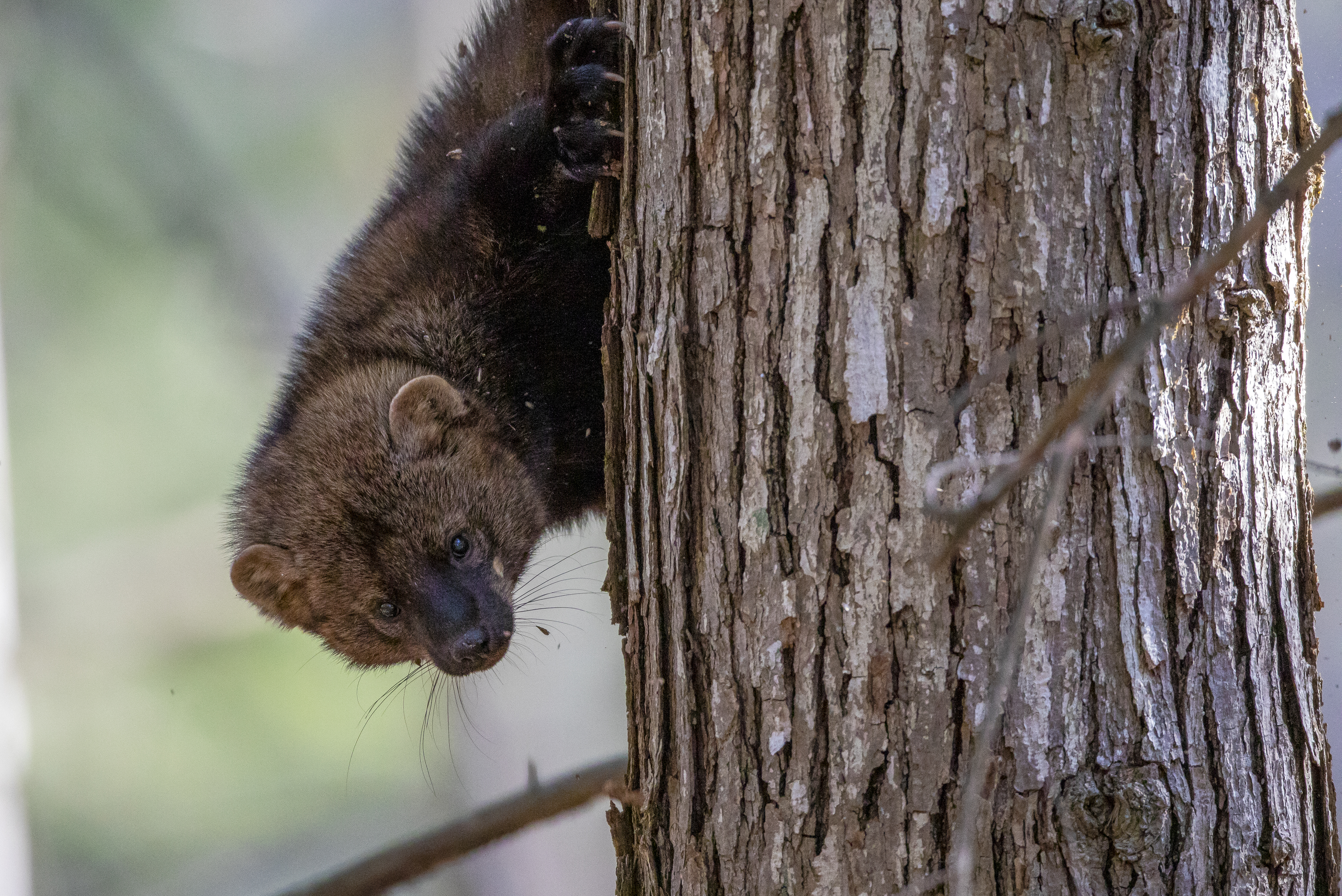 Fisher cat climbing a tree in dense forest habitat showing arboreal movement and woodland cover