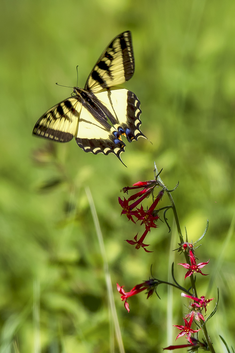 Butterfly Effect | Robbie George Photography
