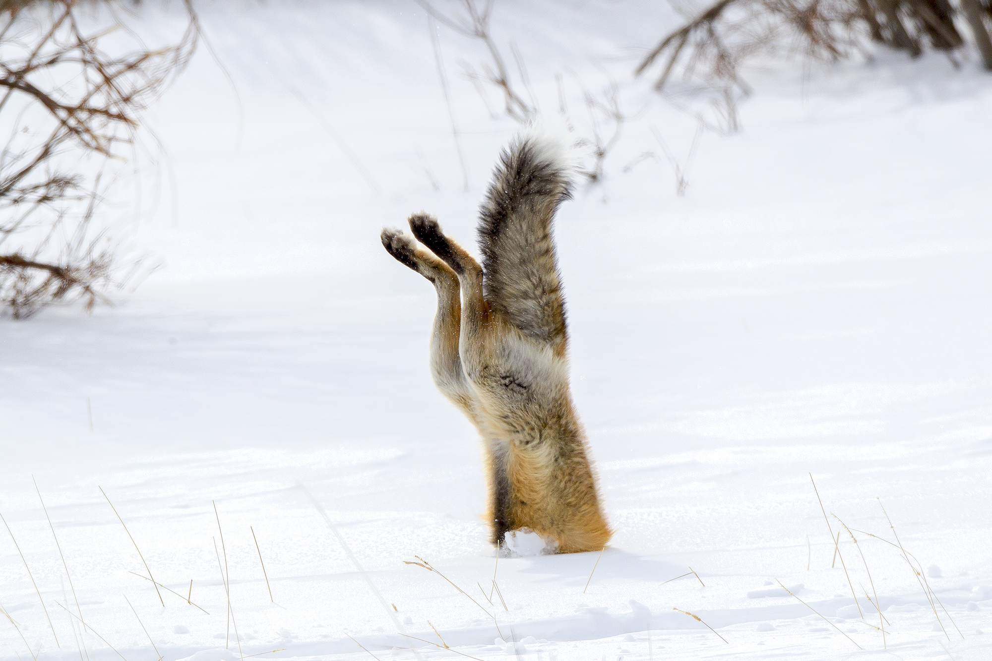 Red Fox diving into snow while mousing in winter