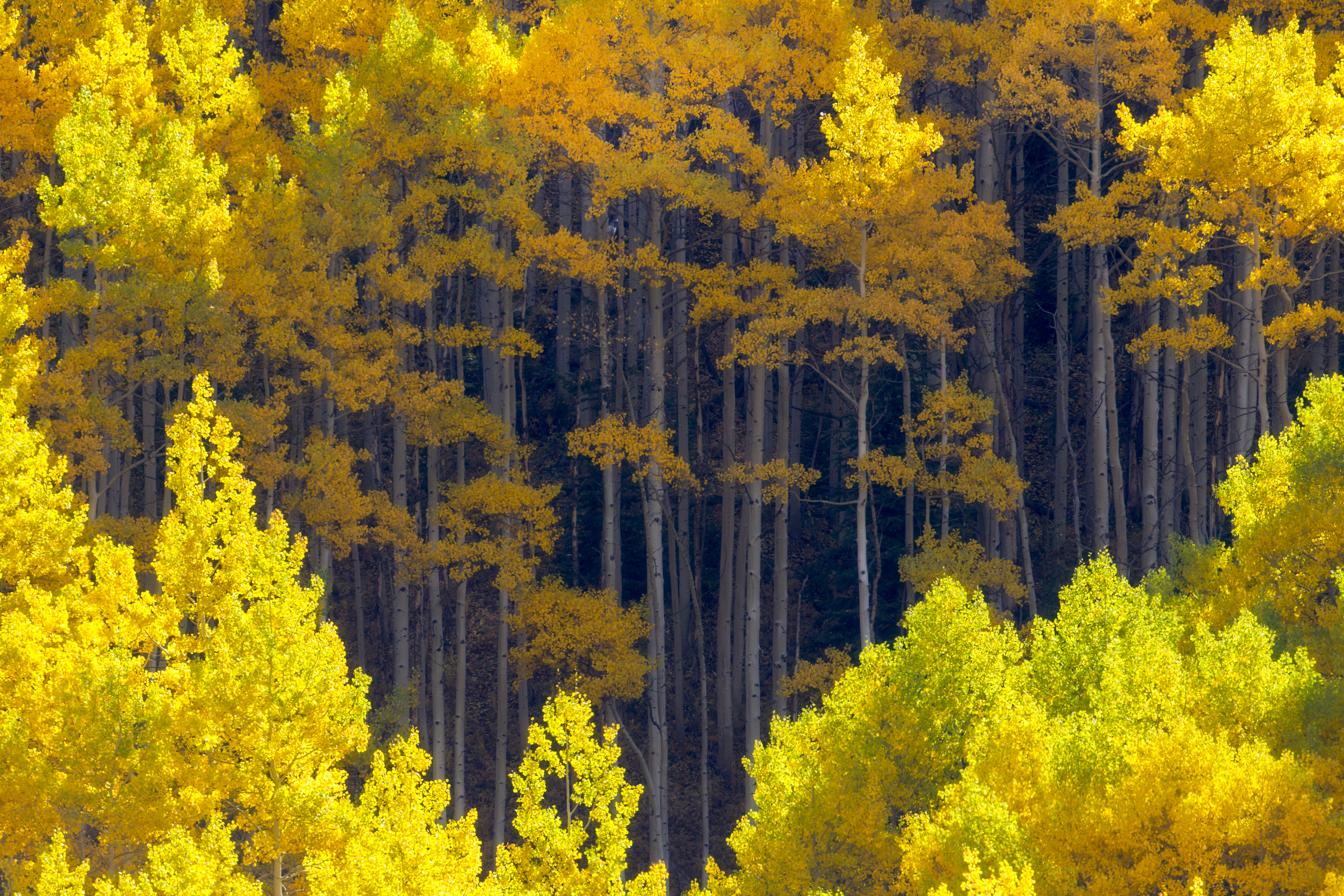 Aspen forest showing vertical tension between upward growth and seasonal return