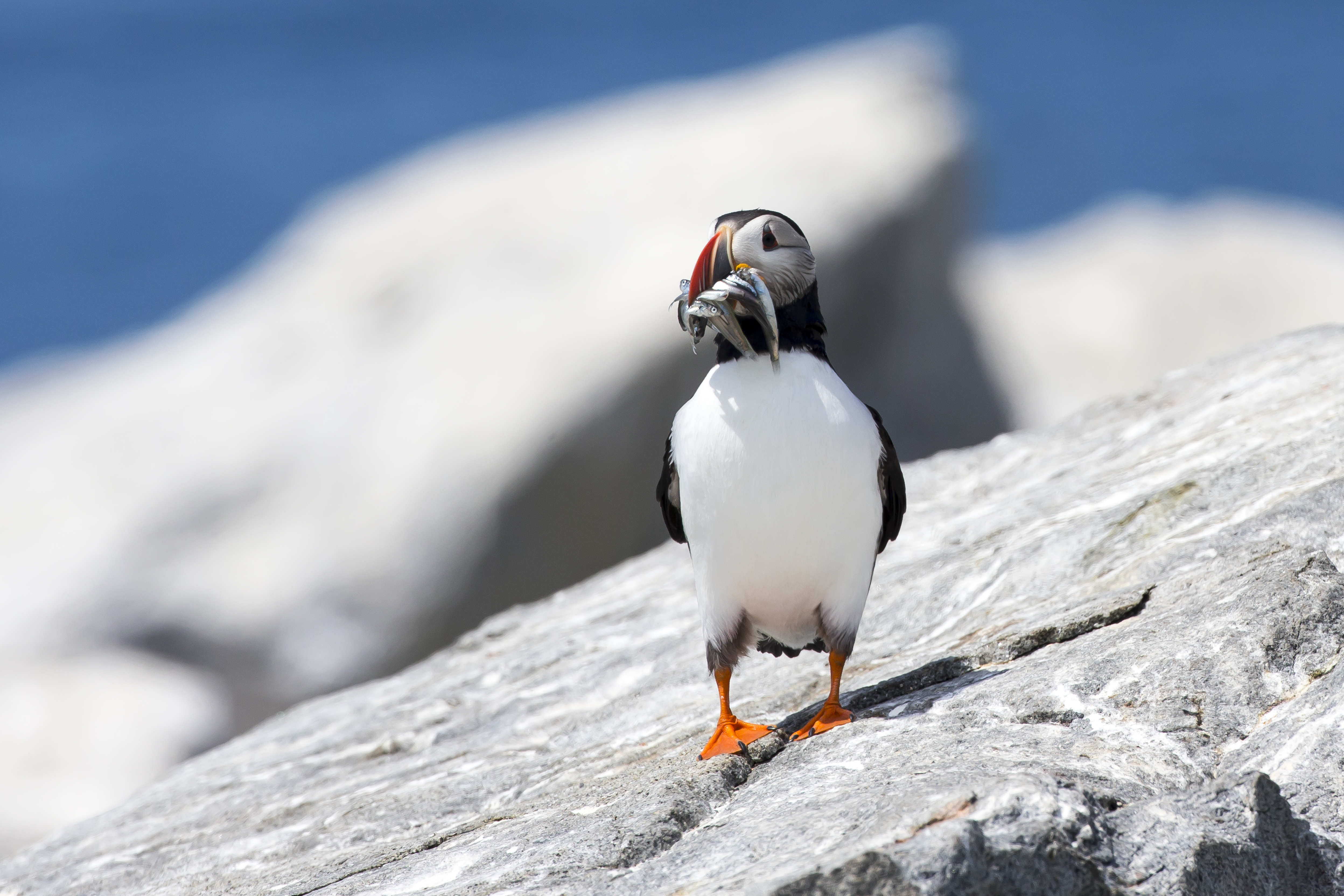 Atlantic puffin holding fish on rocky coastal habitat at Machias Seal Island, showing marine food web interactions and feeding behavior