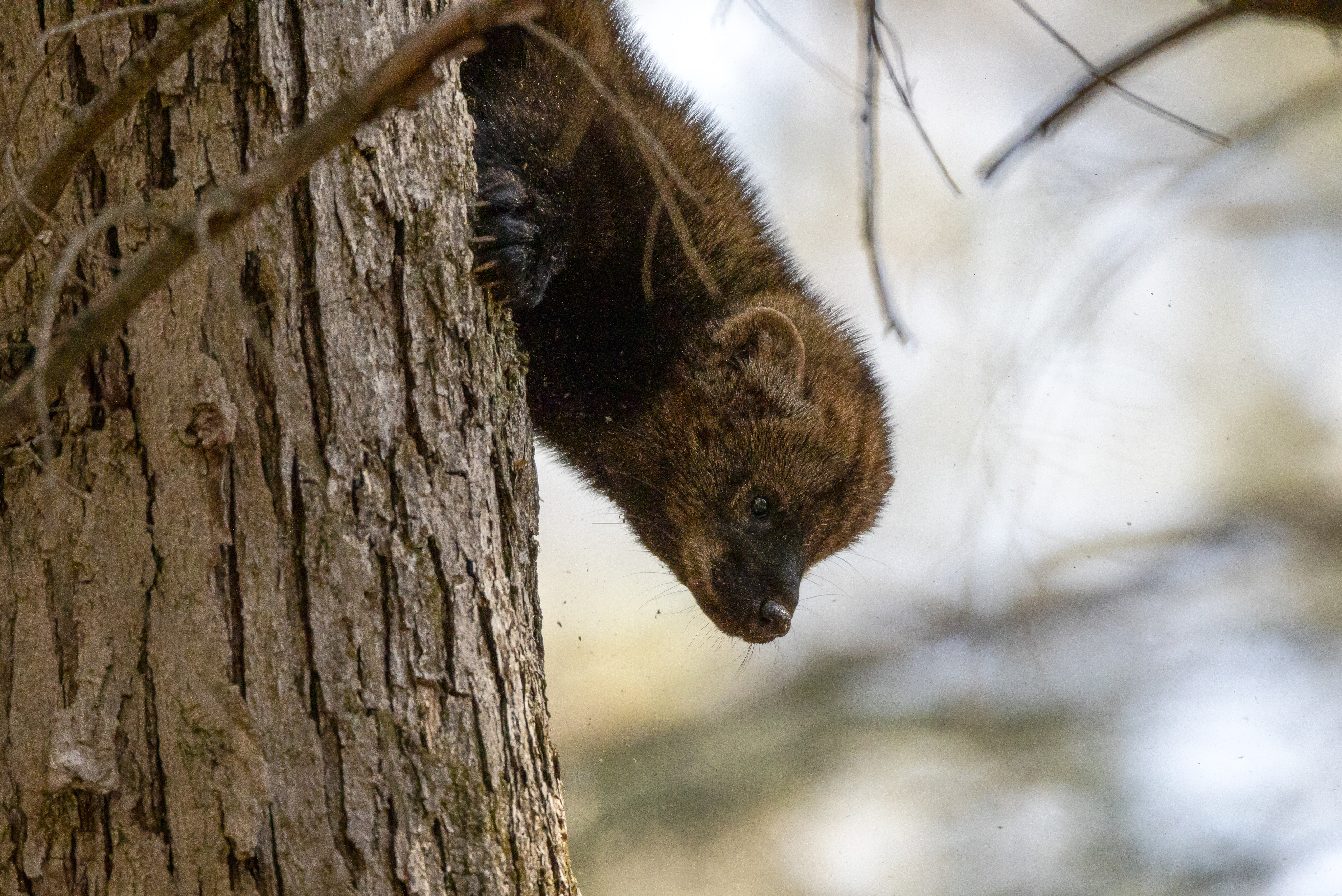 Fisher cat resting in a tree showing arboreal behavior and forest predator awareness