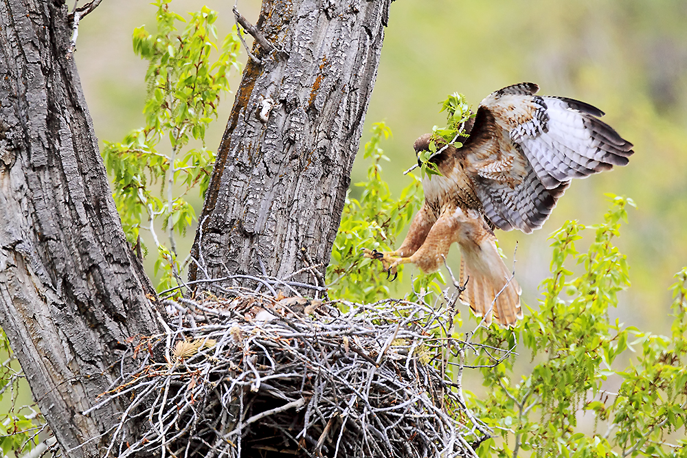 Red-tailed hawk standing in nest during breeding season with elevated nest structure in open habitat
