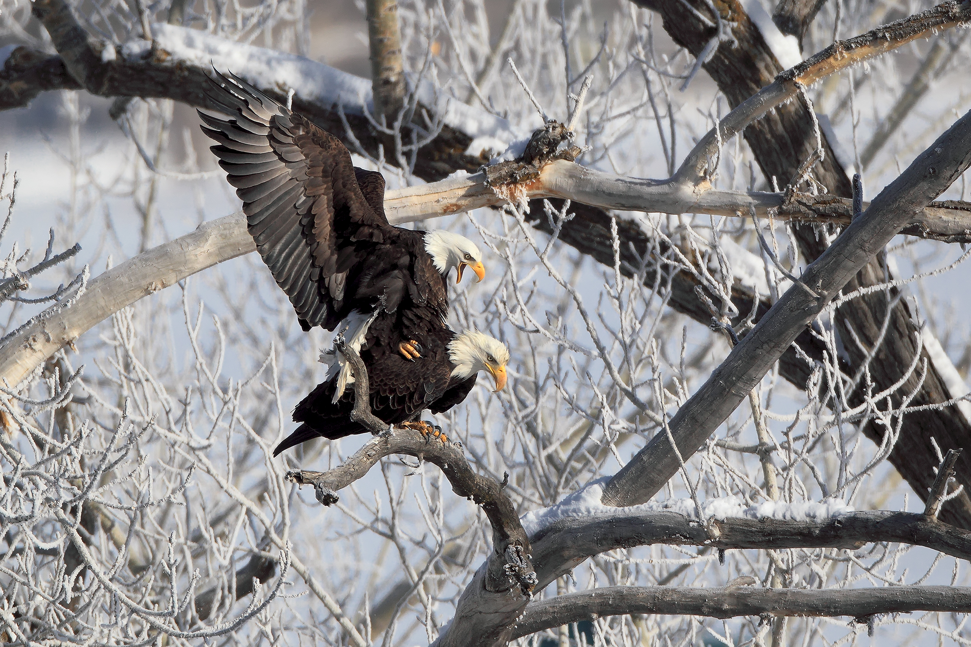 Two bald eagles in mating behavior showing coordinated posture and timing in midair interaction