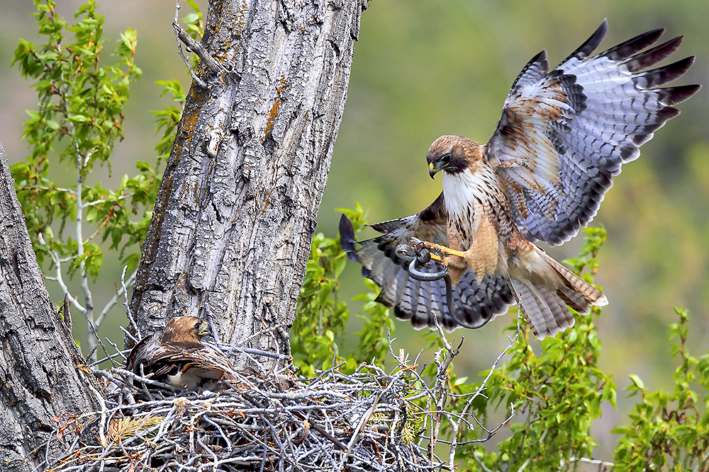 Red-tailed hawk standing in open field with prey showing the final ground phase of a successful hunt
