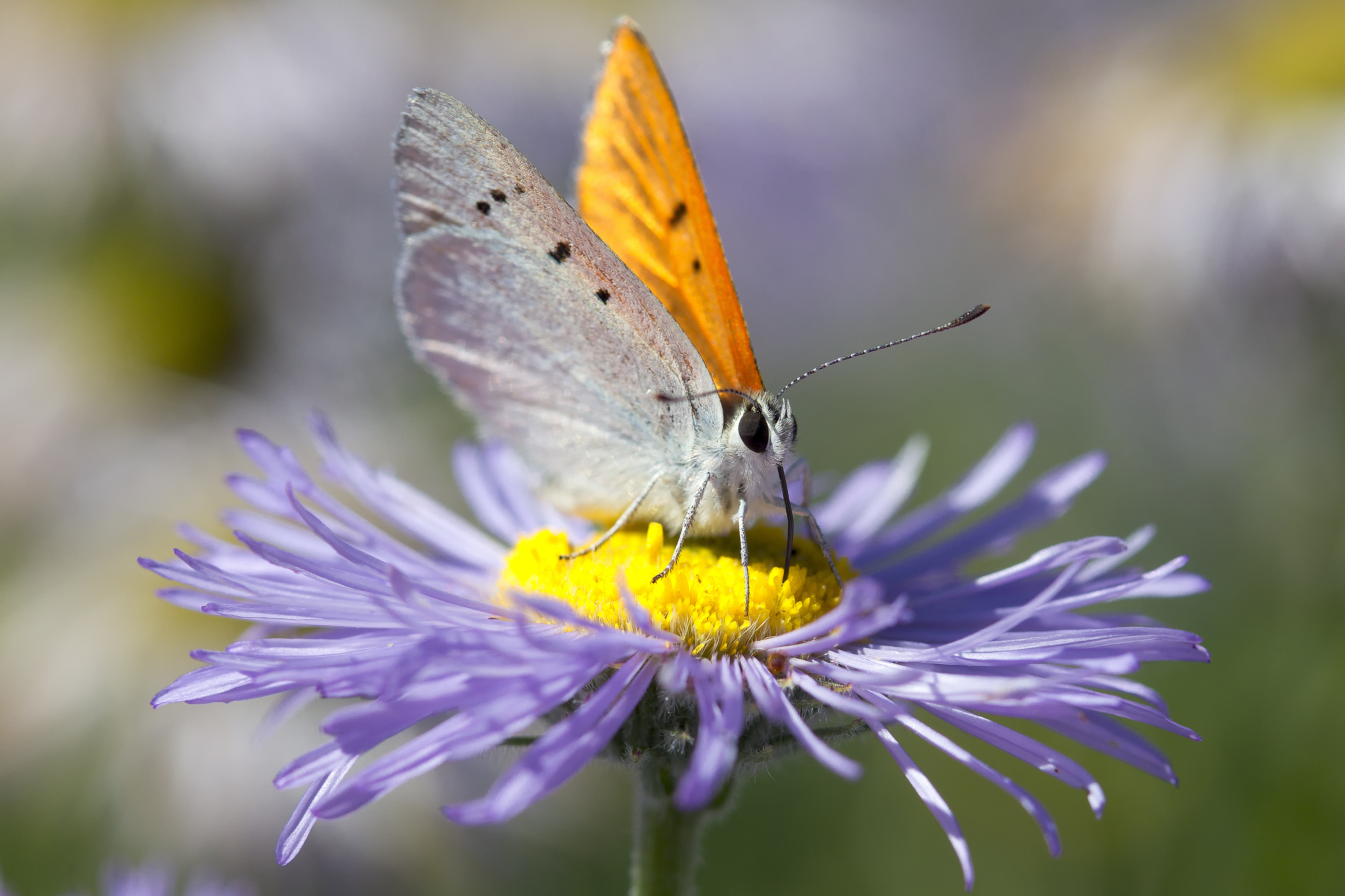 Vibrant moth making contact with a purple flower — symbol of energetic reciprocity in nature's feedback loop