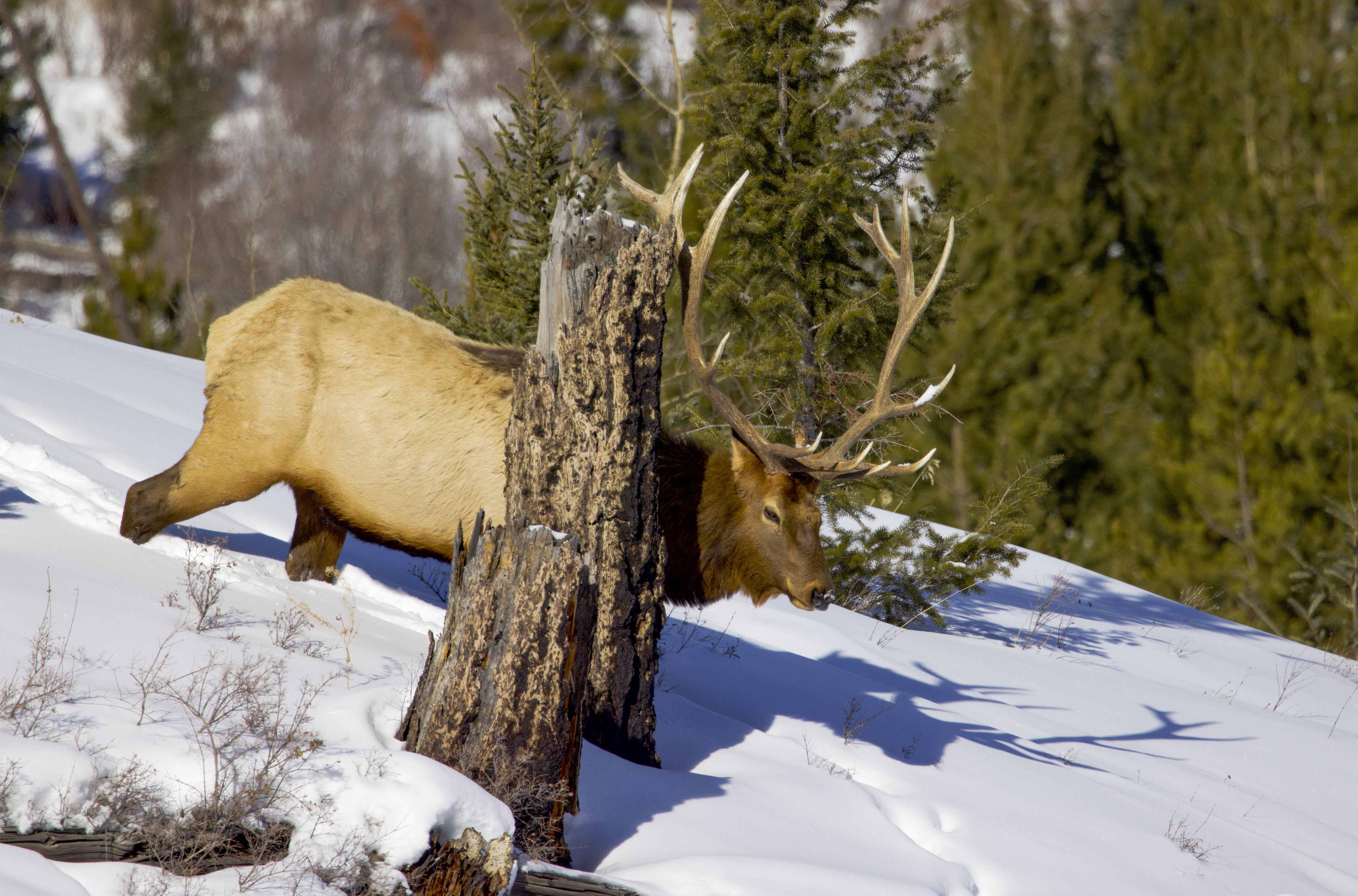Bull elk with large antlers standing in open landscape during late summer to early fall, showing strong structure, balanced light, and clear seasonal definition