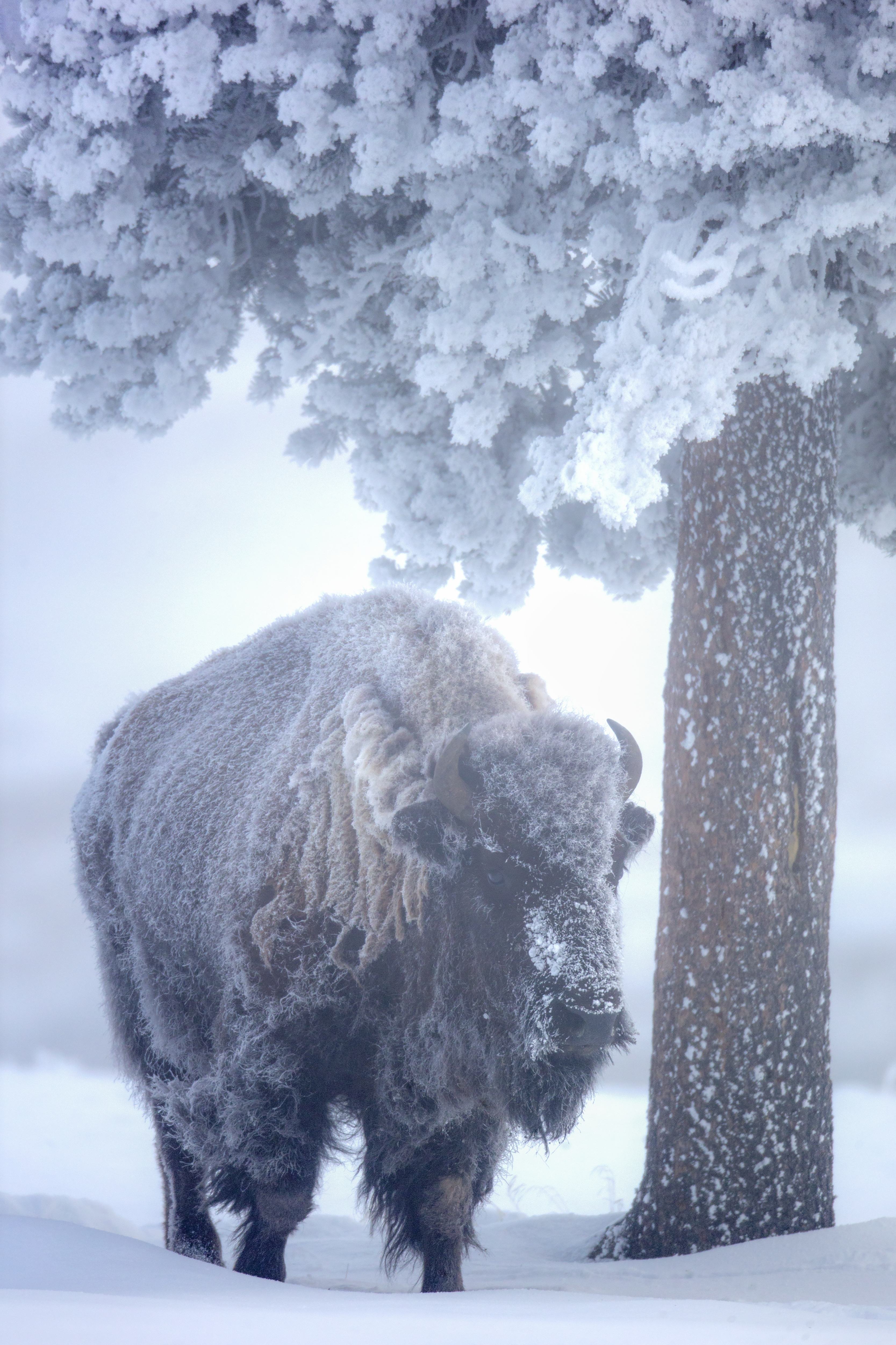American bison moving through Yellowstone winter habitat with snow-covered plains and geothermal steam