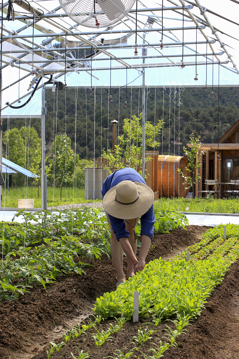 Organic farm greenhouse showing controlled growing environment and contrast with natural soil systems