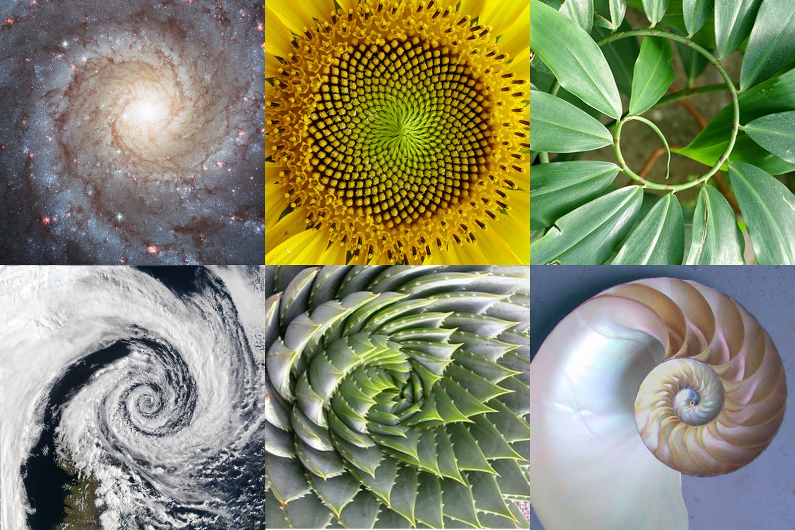 Spiral expressions of field geometry in nature