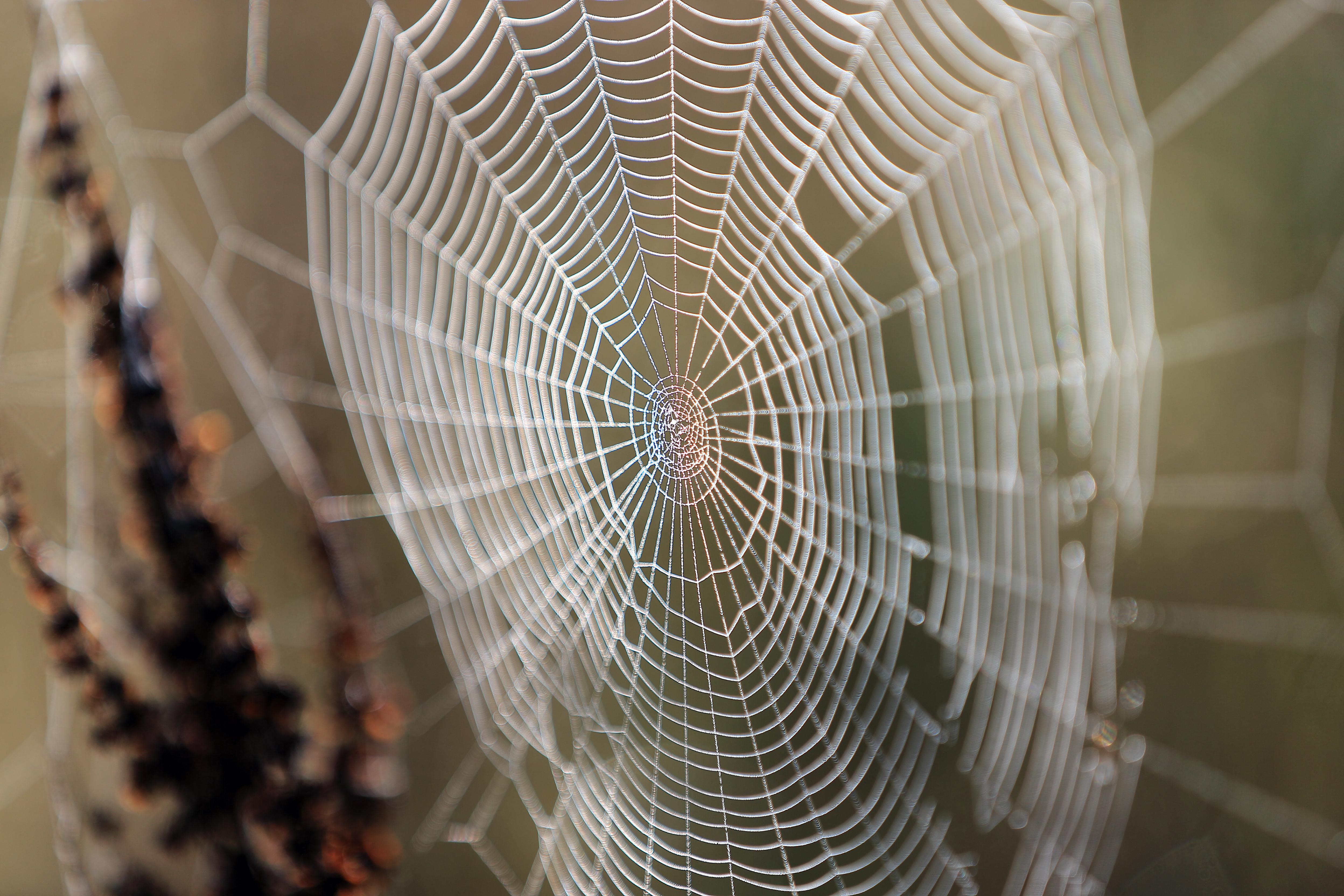 A delicate spider web glistening in soft light, symbolizing the intricate vibrational web sustained by water’s hydrogen bonds. The web’s radial structure mirrors the oscillating states of hydrogen, stabilizing energy flows and transmitting coherence across ecosystems.