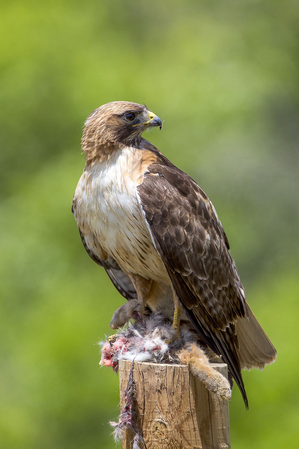 Red-tailed hawk holding prey in open field demonstrating predator-prey interaction within grassland ecosystem