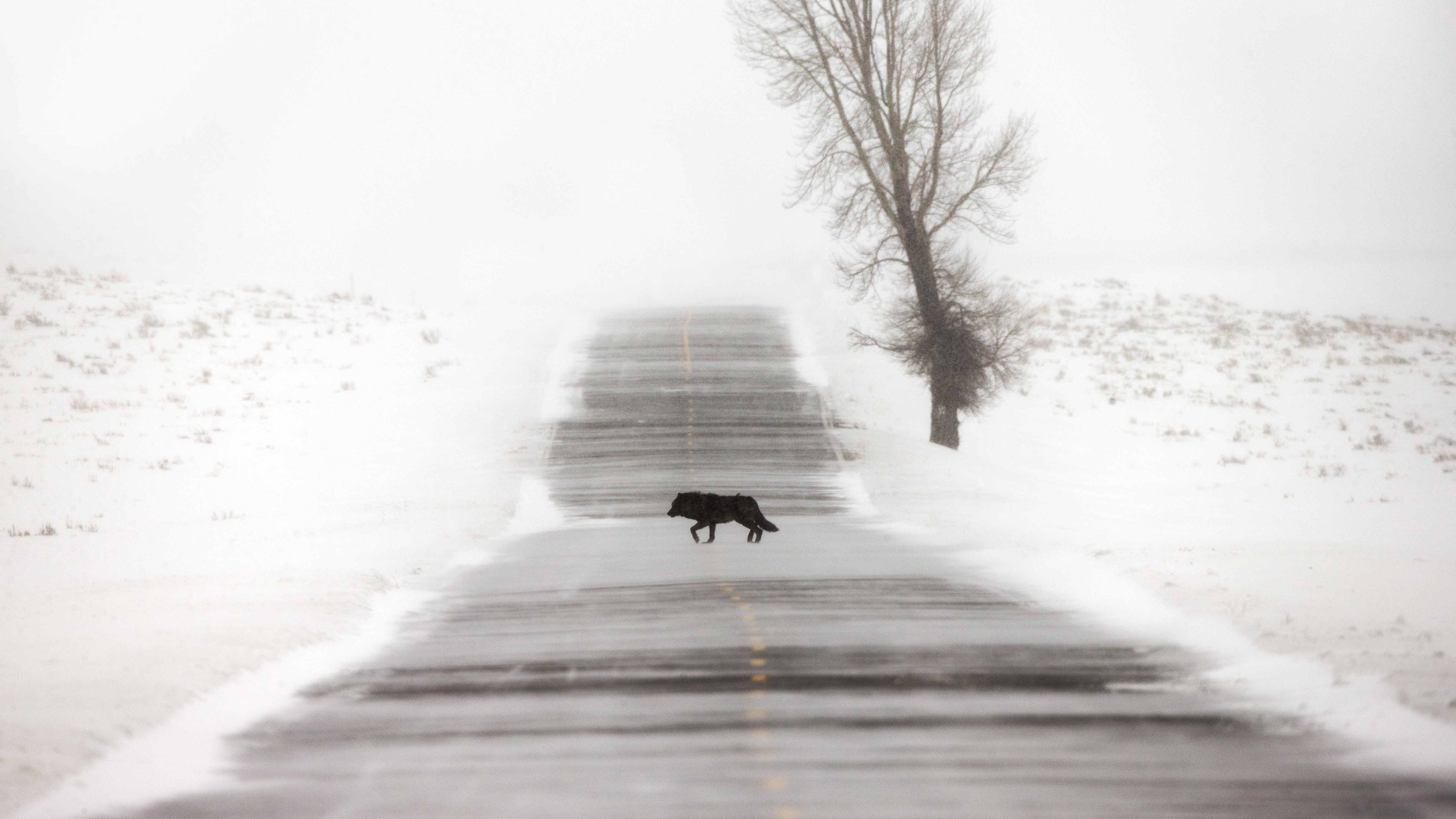 Solitary black wolf crossing a snow covered road, symbolizing the journey of taking the 'road less traveled' and embracing mystery and exploration.