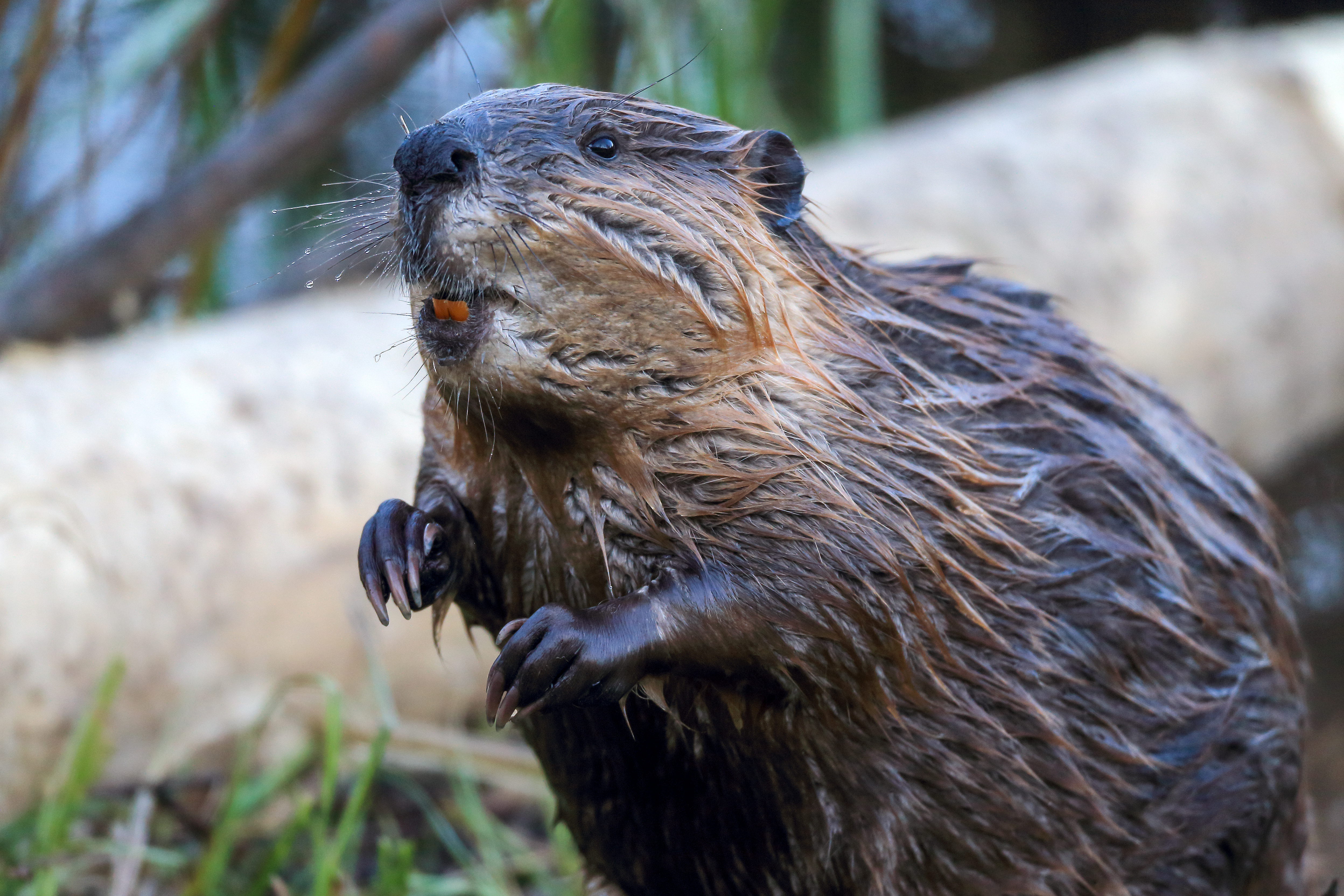 Industrious Beaver at Work – Spirit Animal Photography by Robbie George