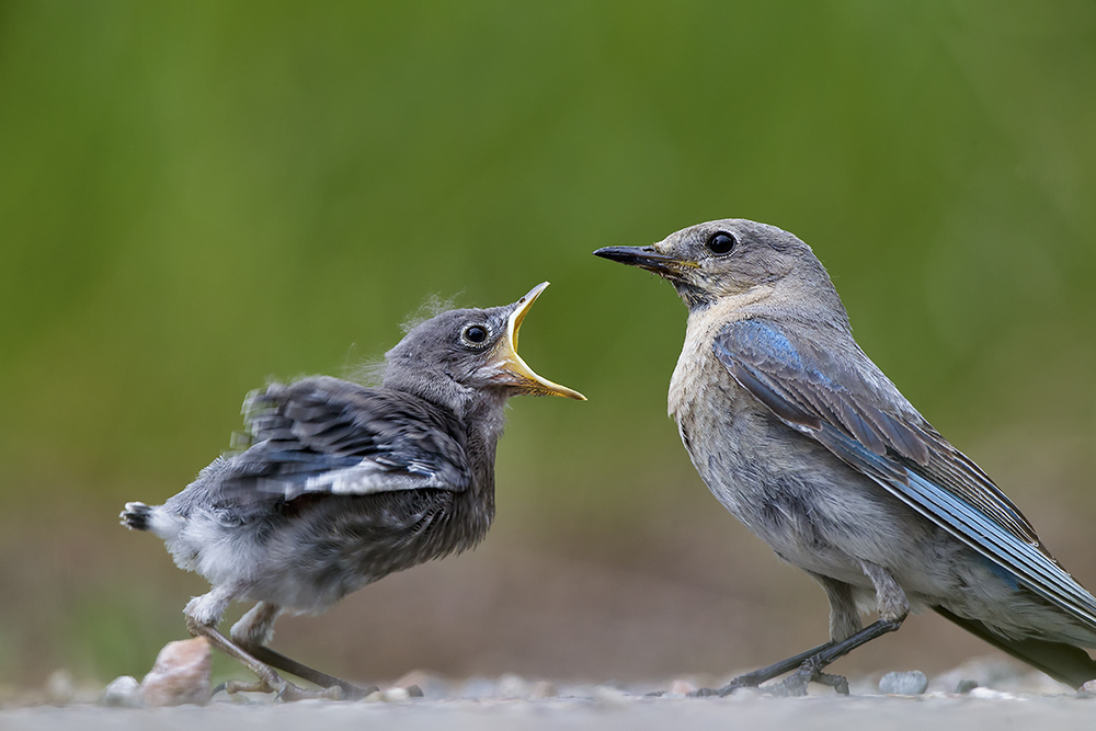 Baby Bluebird Chirping – Spirit Animal Photography by Robbie George