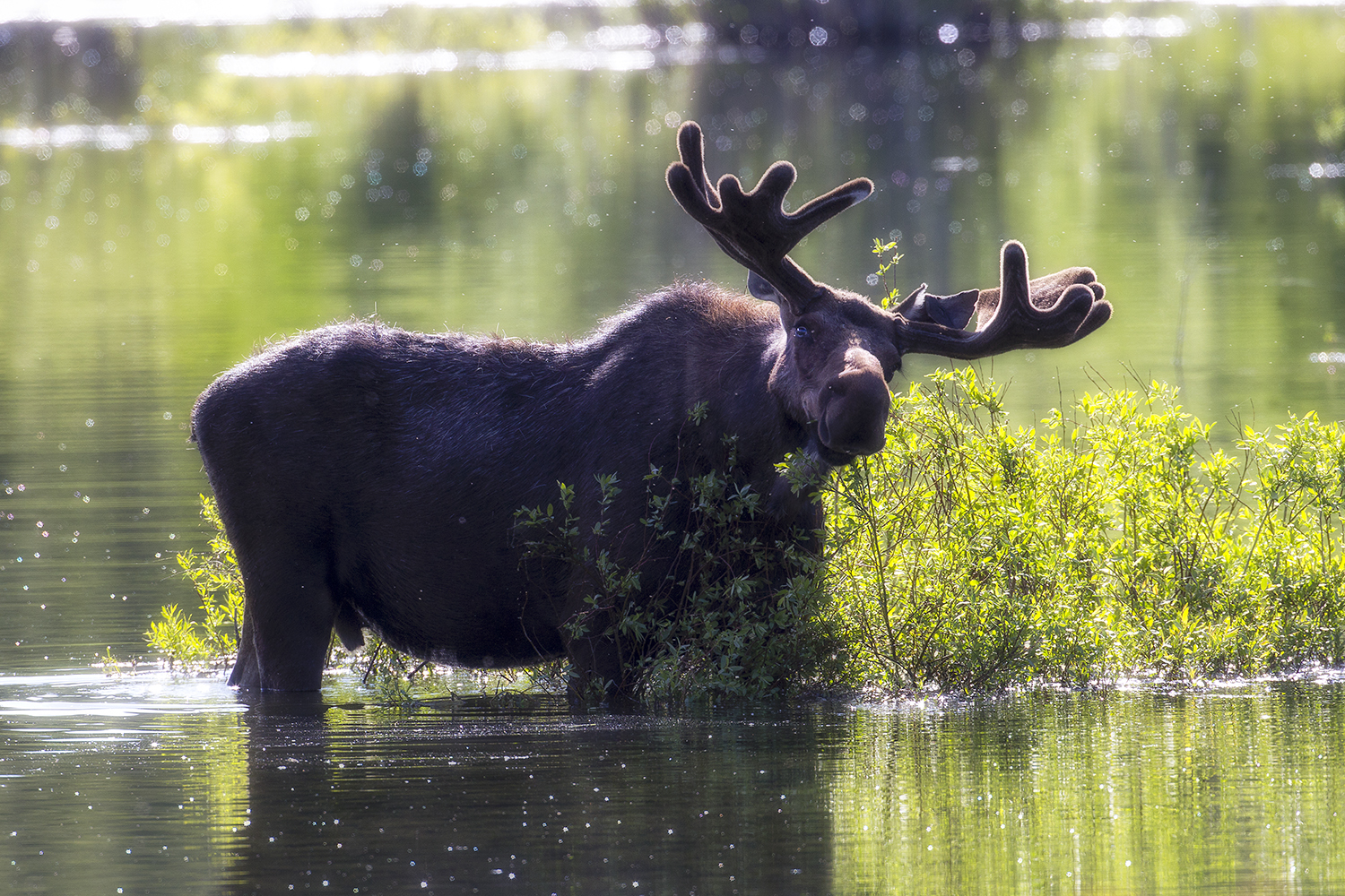 Moose feeding in wetland showing herbivore grazing behavior