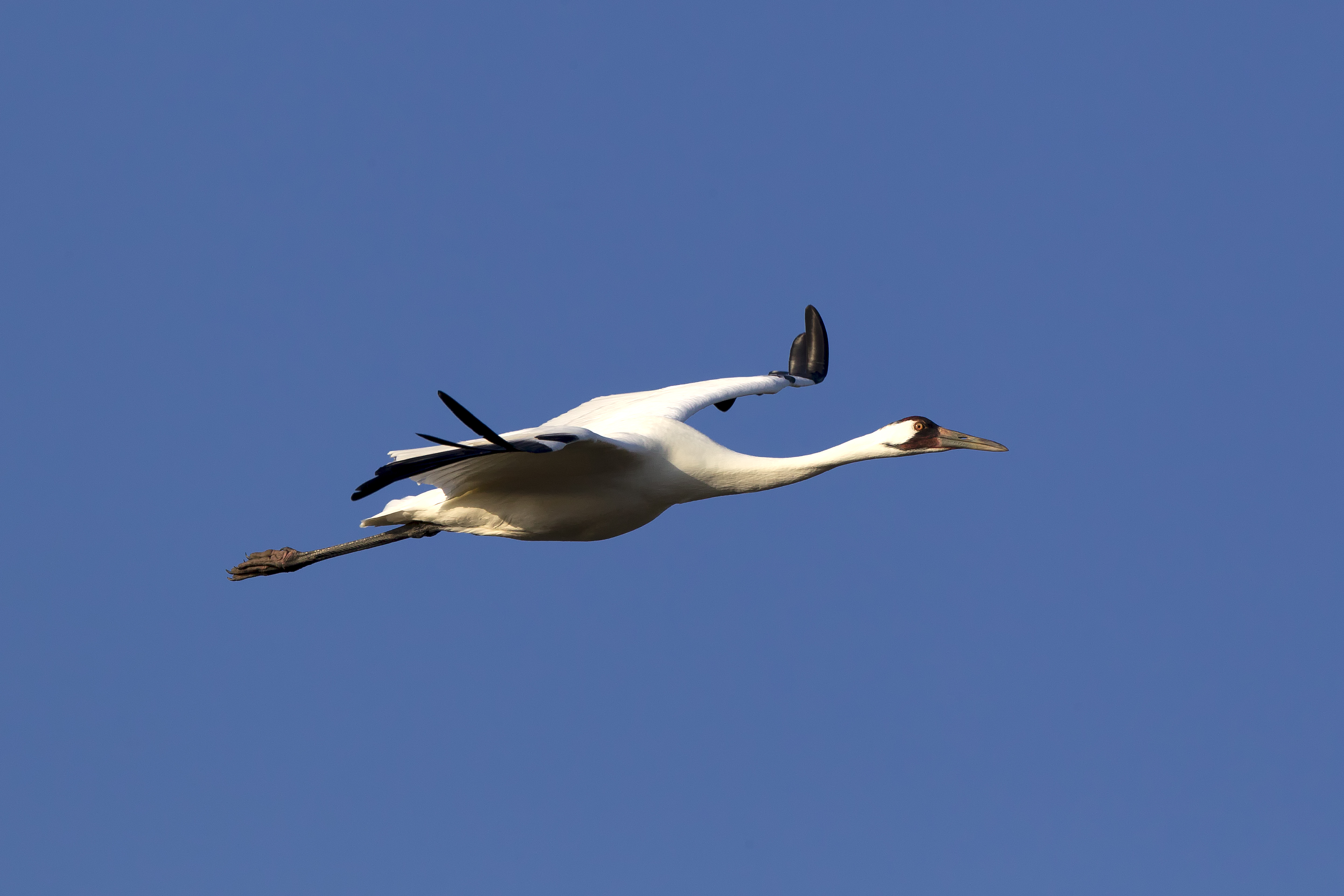 Whooping Crane in mid-flight over coastal marsh — fine art image by Robbie George