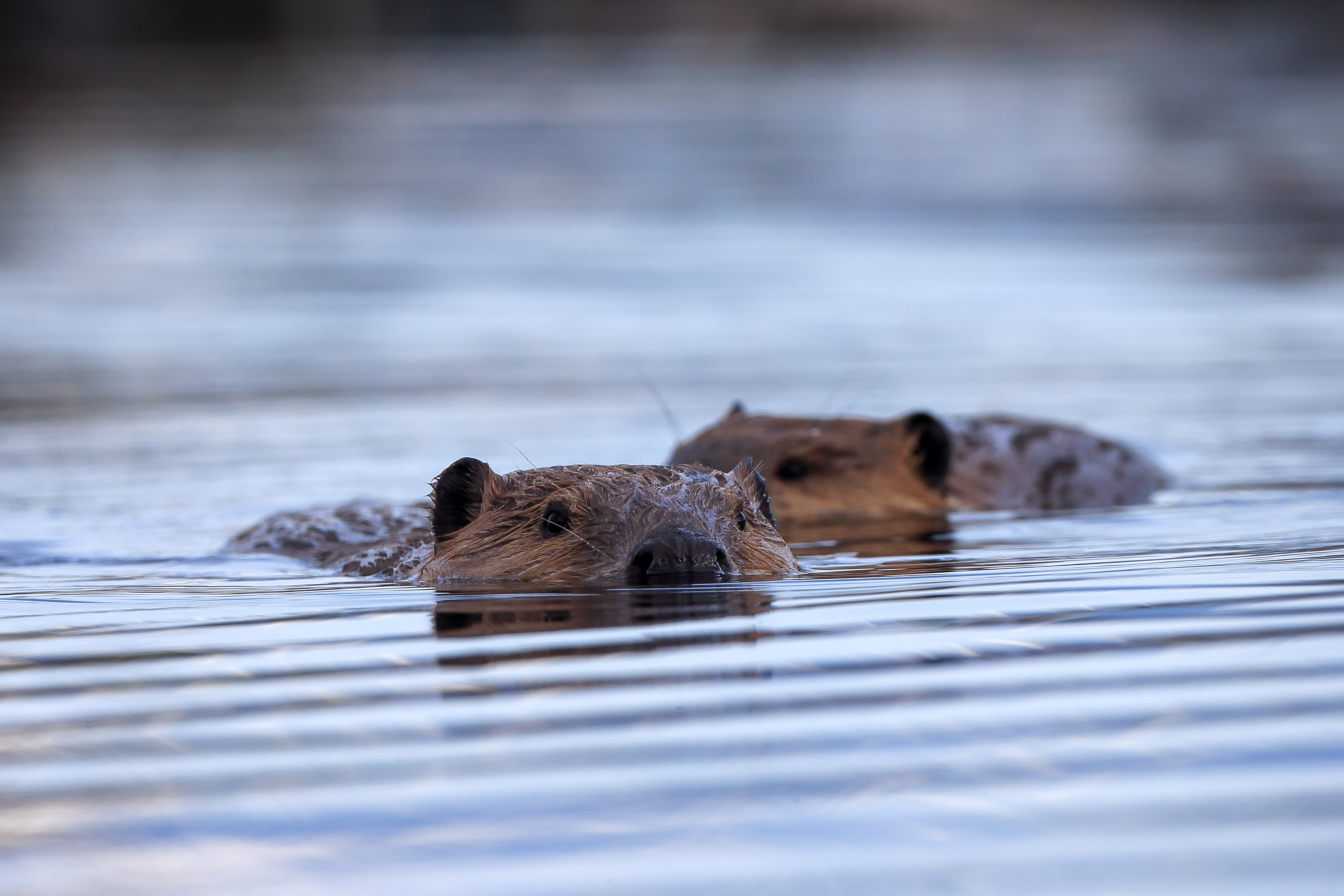 Two beavers gliding through still water—ripples spreading outward in concentric waves