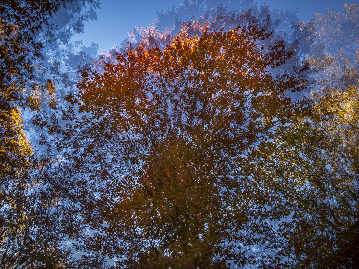 An Atlanta photographer capturing a multiexposure of a fall tree.
