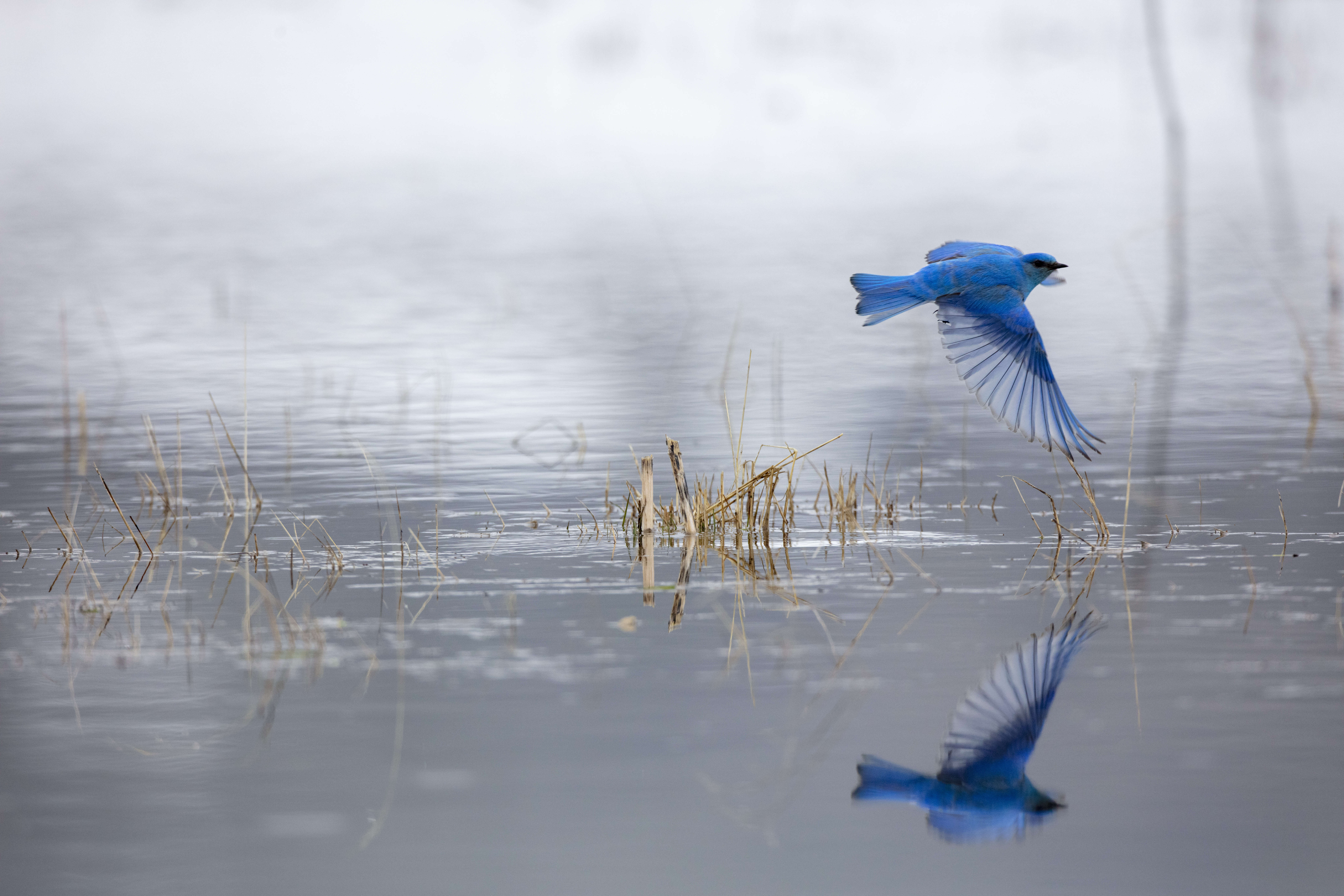 Bluebird Flying Over Water – Symbol of Emotional Freedom and Reflection by Robbie George