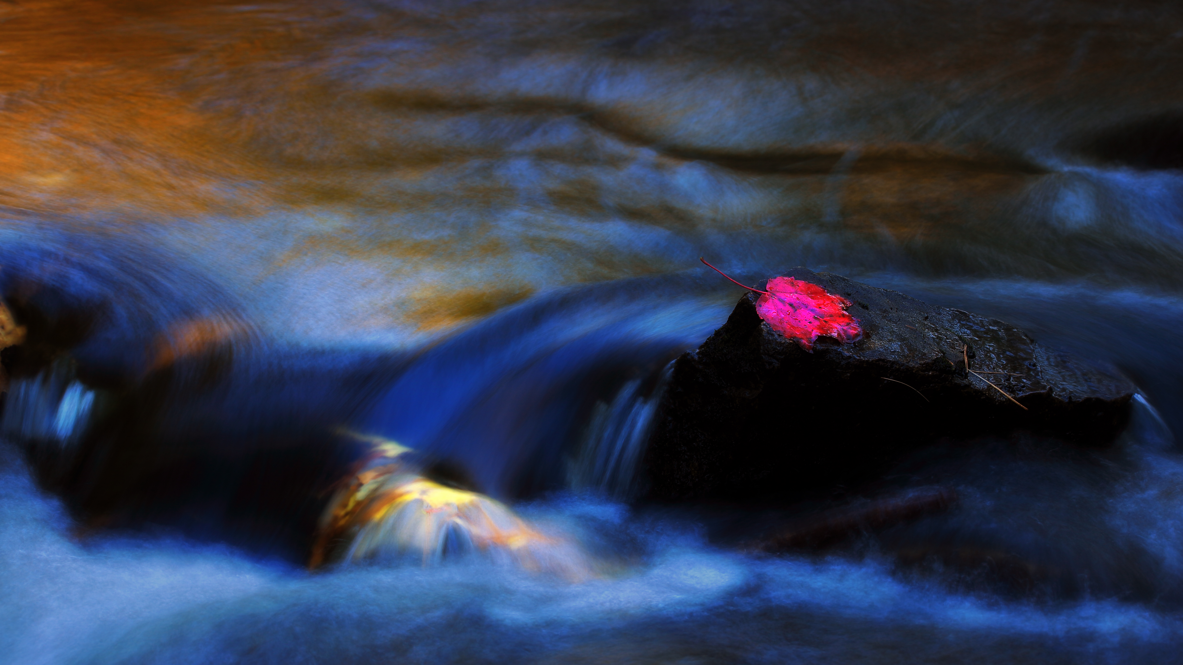 Autumn Leaf in Water