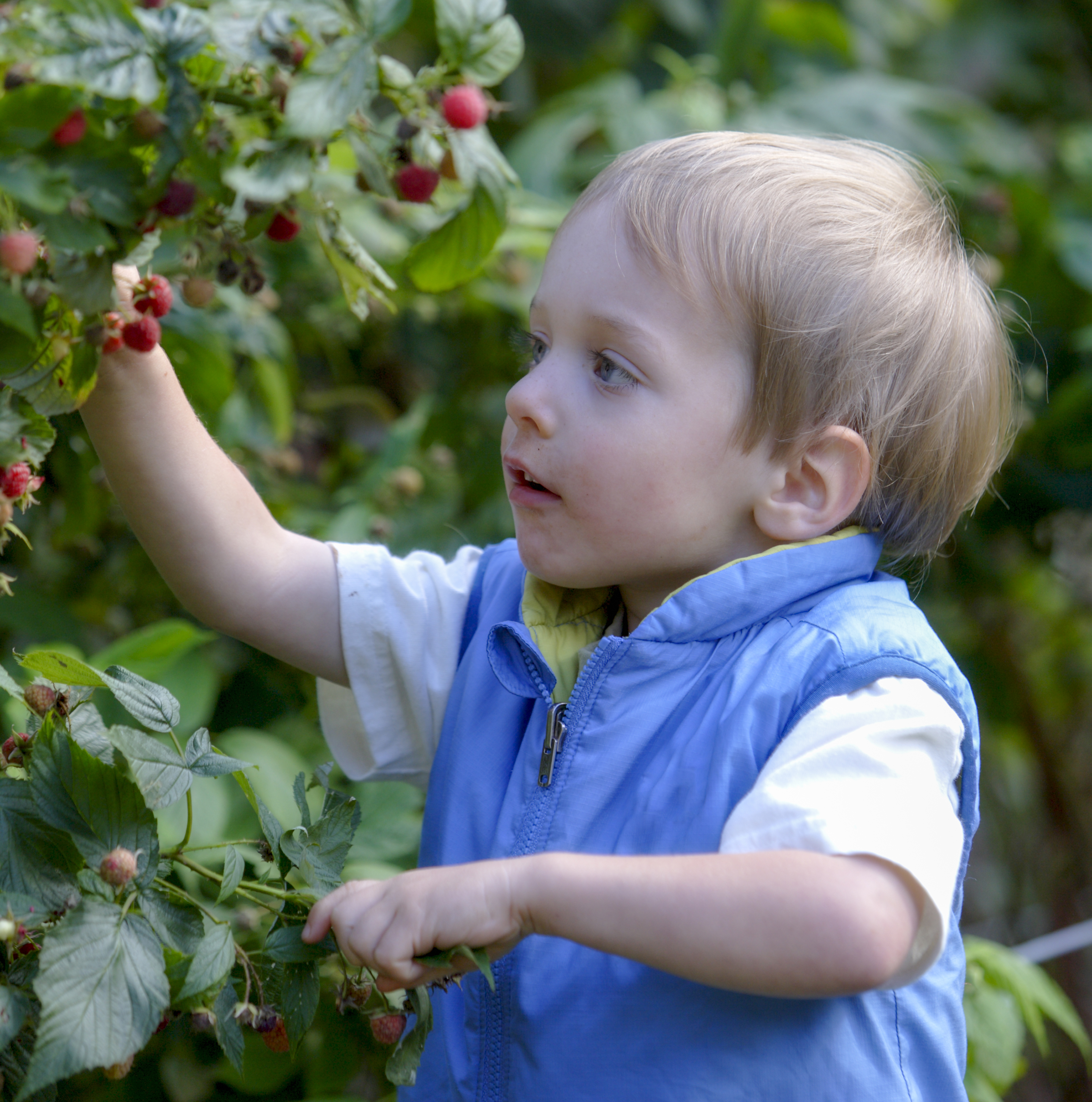 Boy Picking Raspberries – Aligned with nature’s algorithm: harvest, nourishment, joy