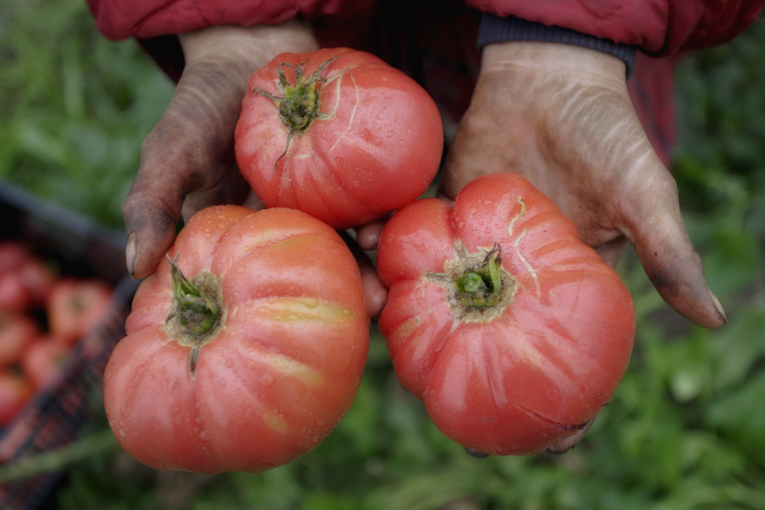 Organic Heirloom Tomatoes – Soil, Life, and Genetic Vitality