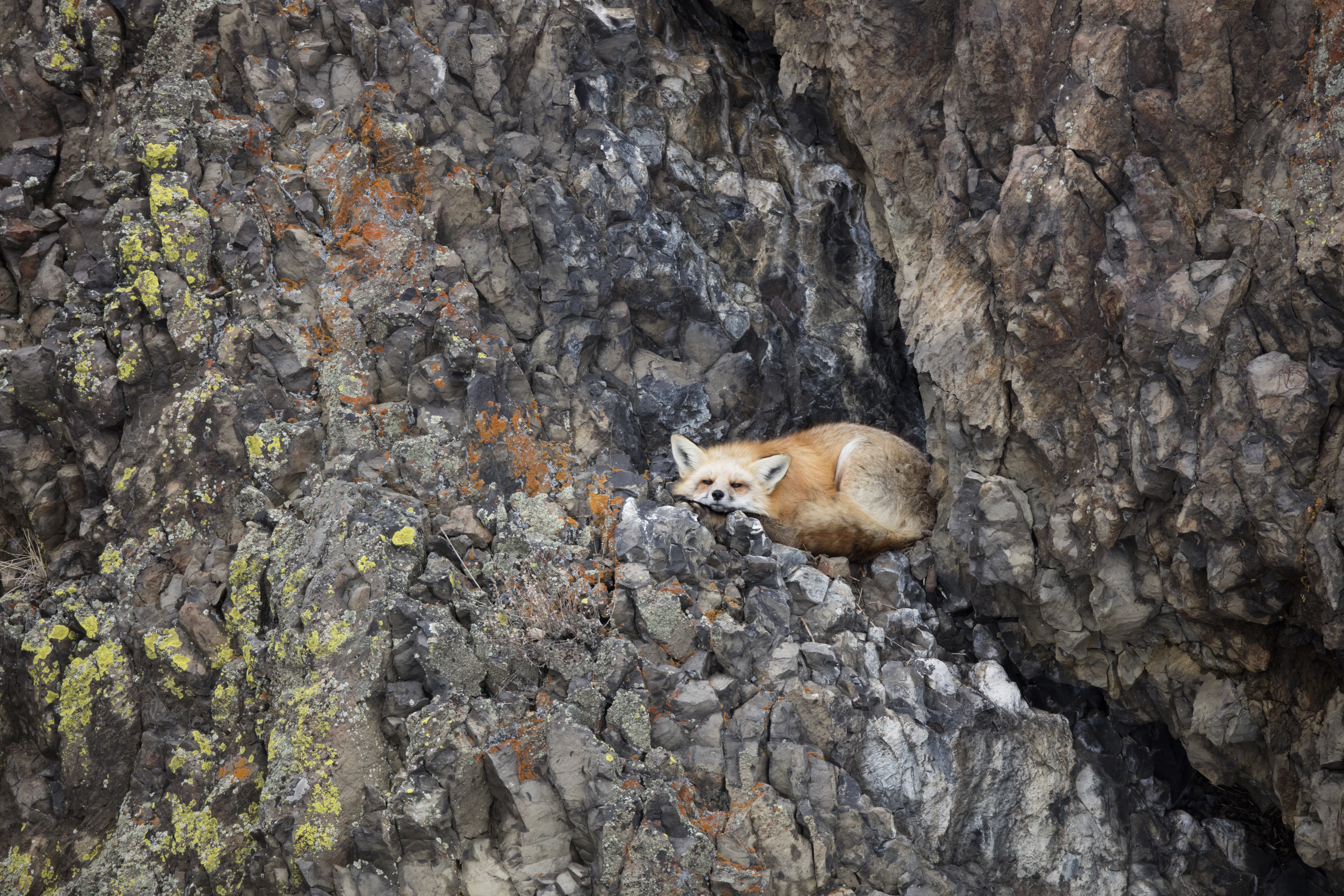 Red fox moving through Rocky Mountain habitat with alert posture and focused attention