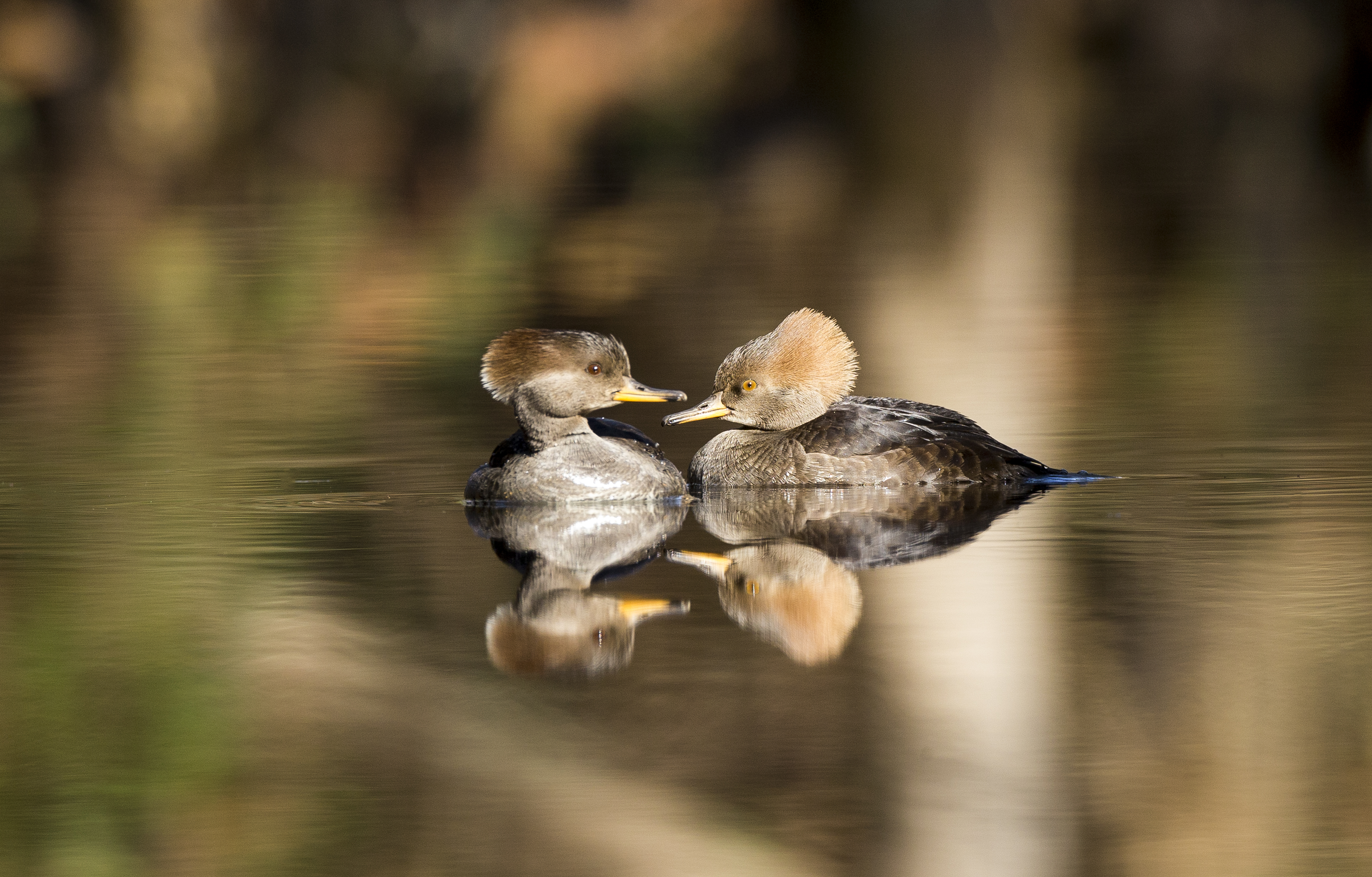 Hooded mergansers swimming across calm reflective marsh waters at Chincoteague refuge