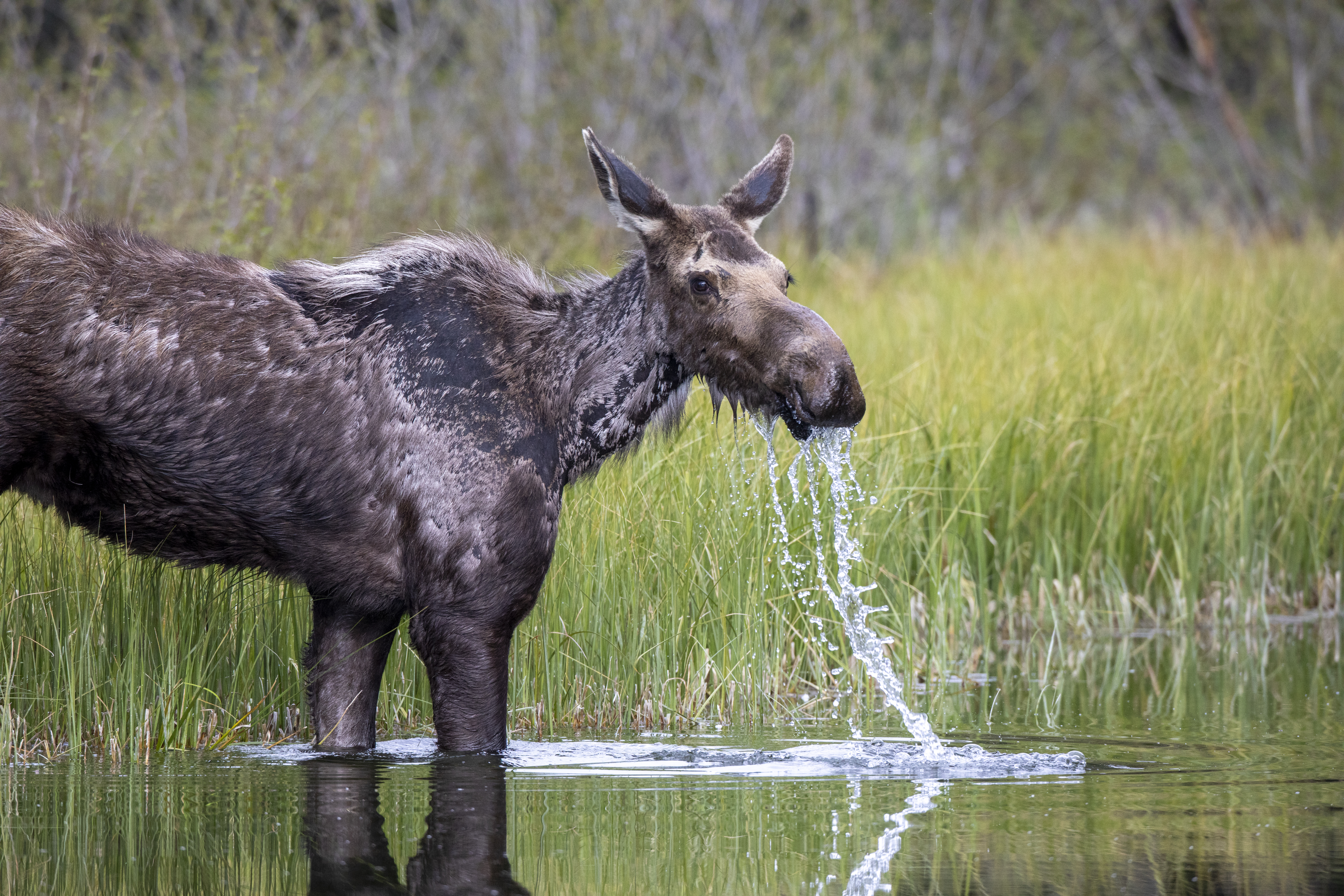Moose drinking and feeding in wetland, showing aquatic browsing behavior