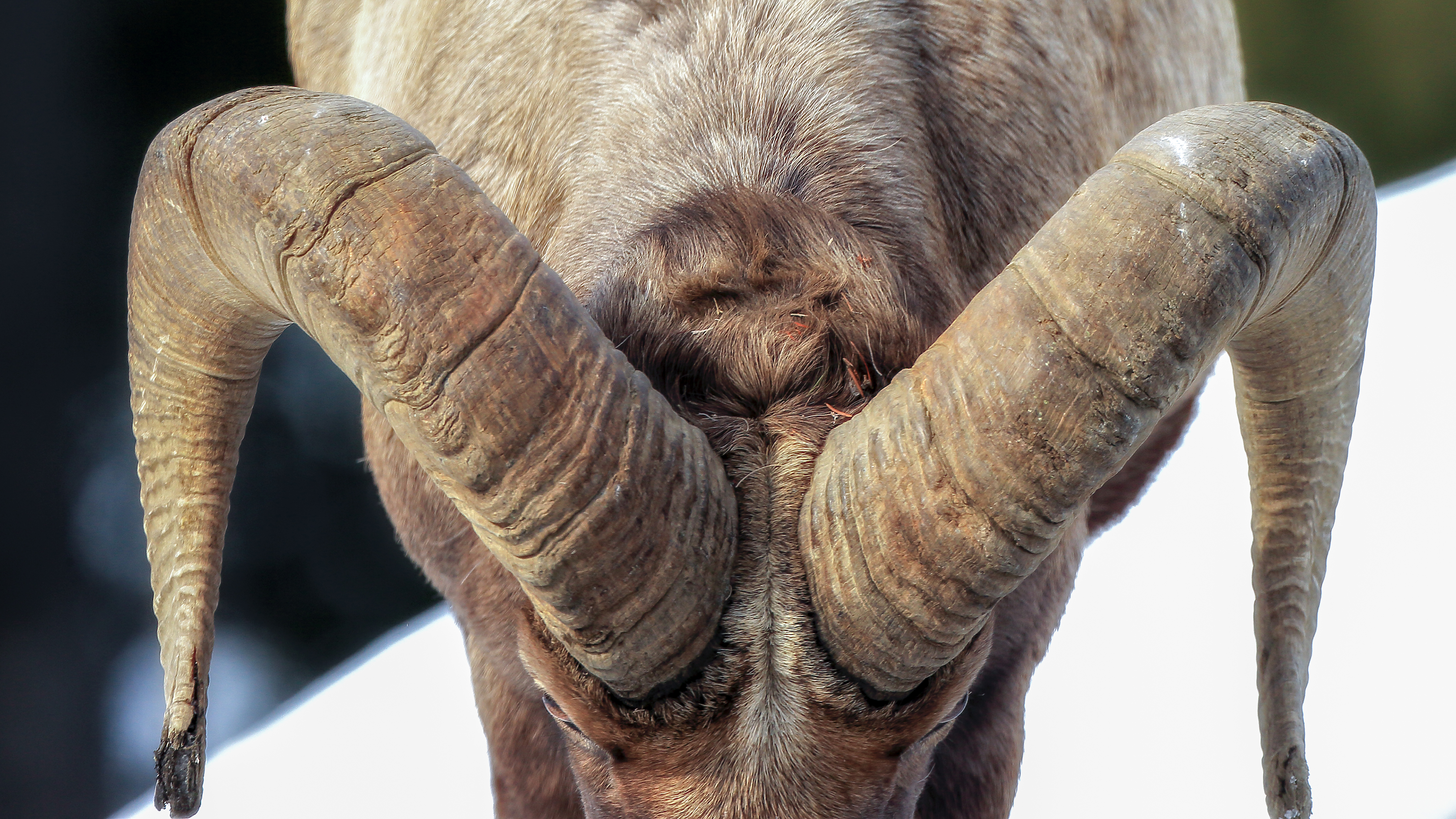 Bighorn Ram Head Butting Rituals
