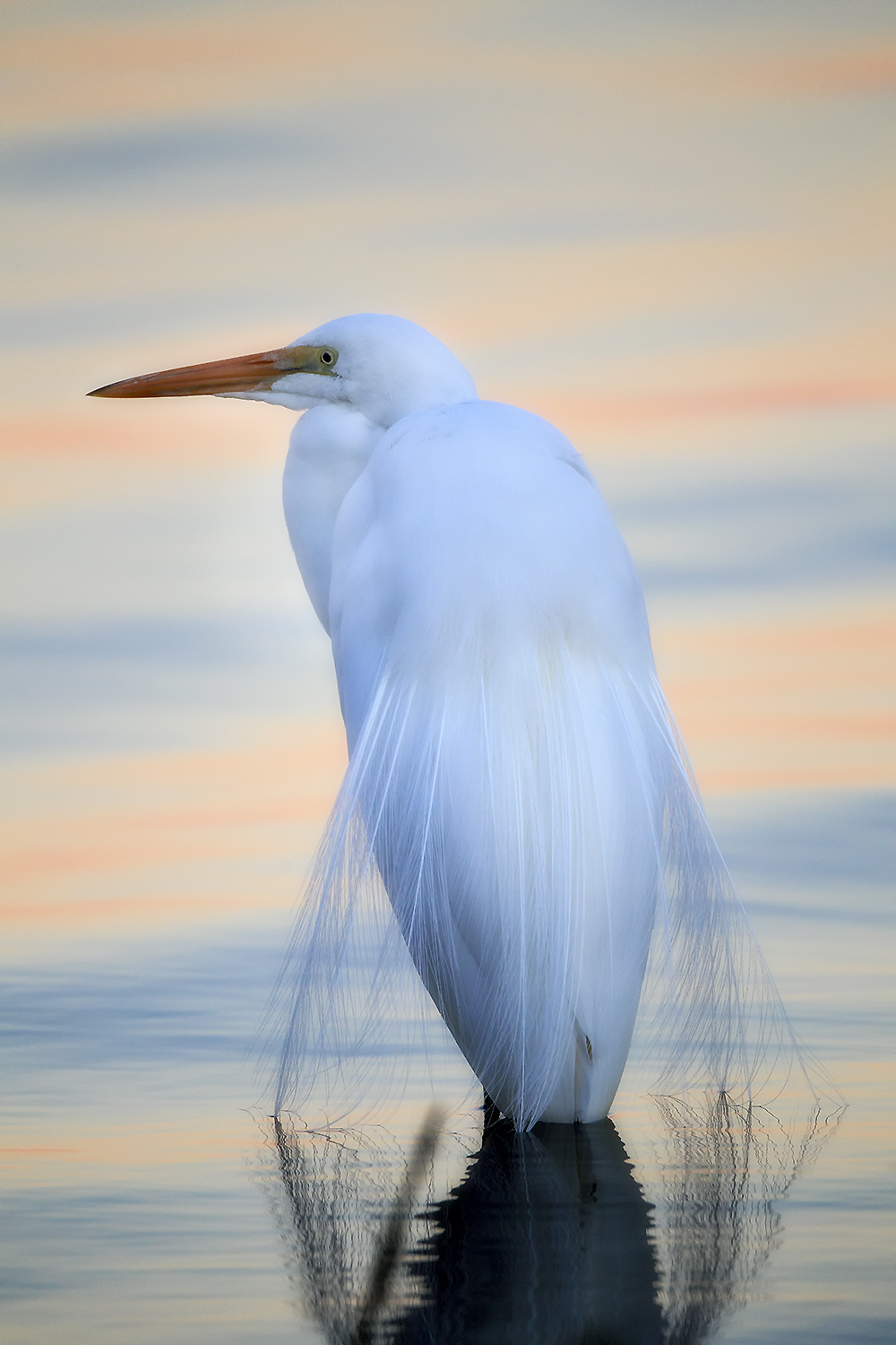 Great Egret sensing subtle ripples – symbolic of morphic memory and field intelligence.