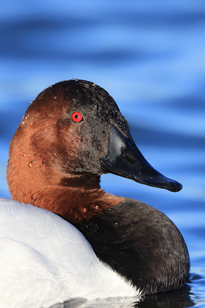 Canvasback ducks in flight over open water during seasonal migration movement