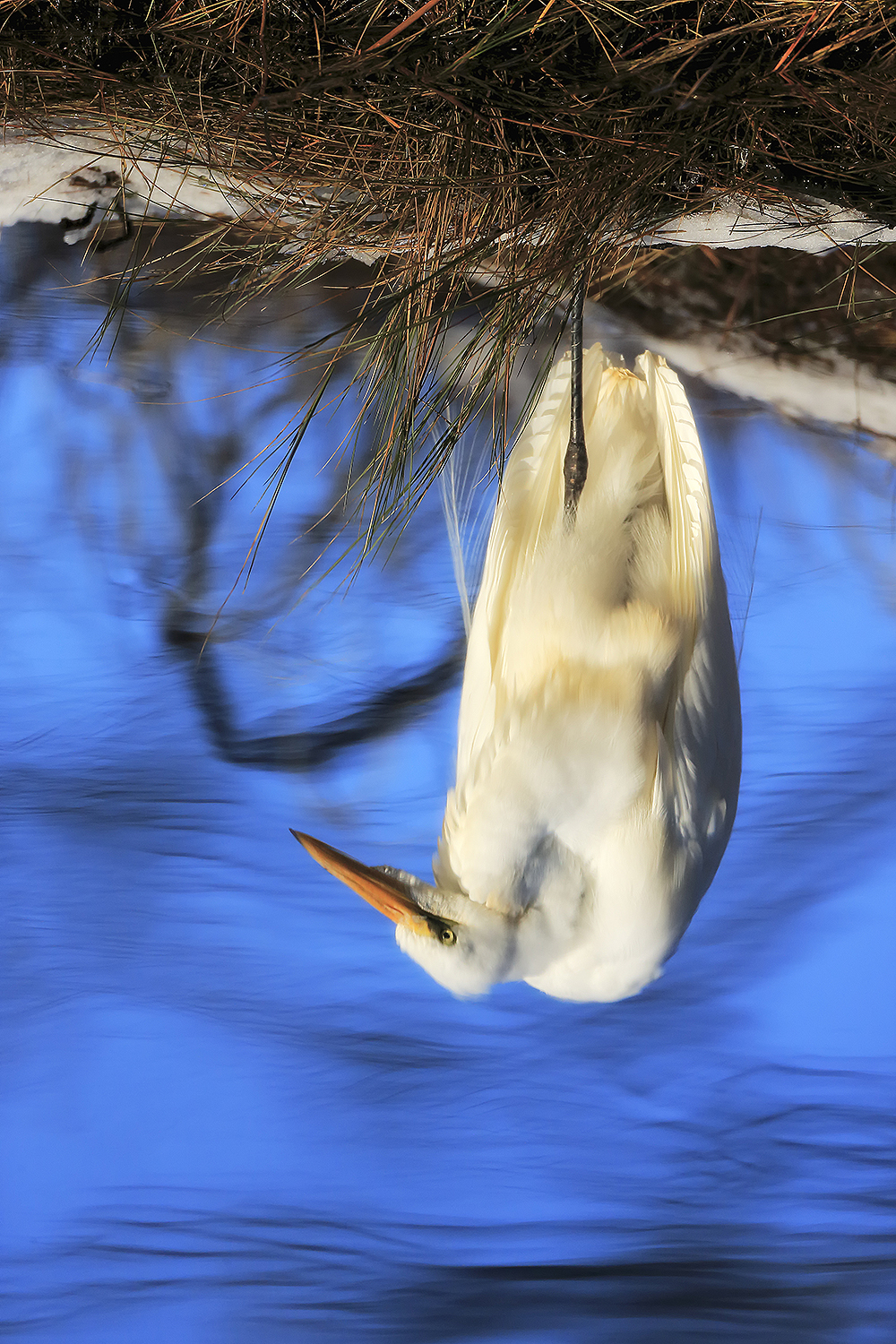 A white egret reflected in blue water, upside down, evoking the silent presence of mirrored consciousness through the Unified Water Theory.