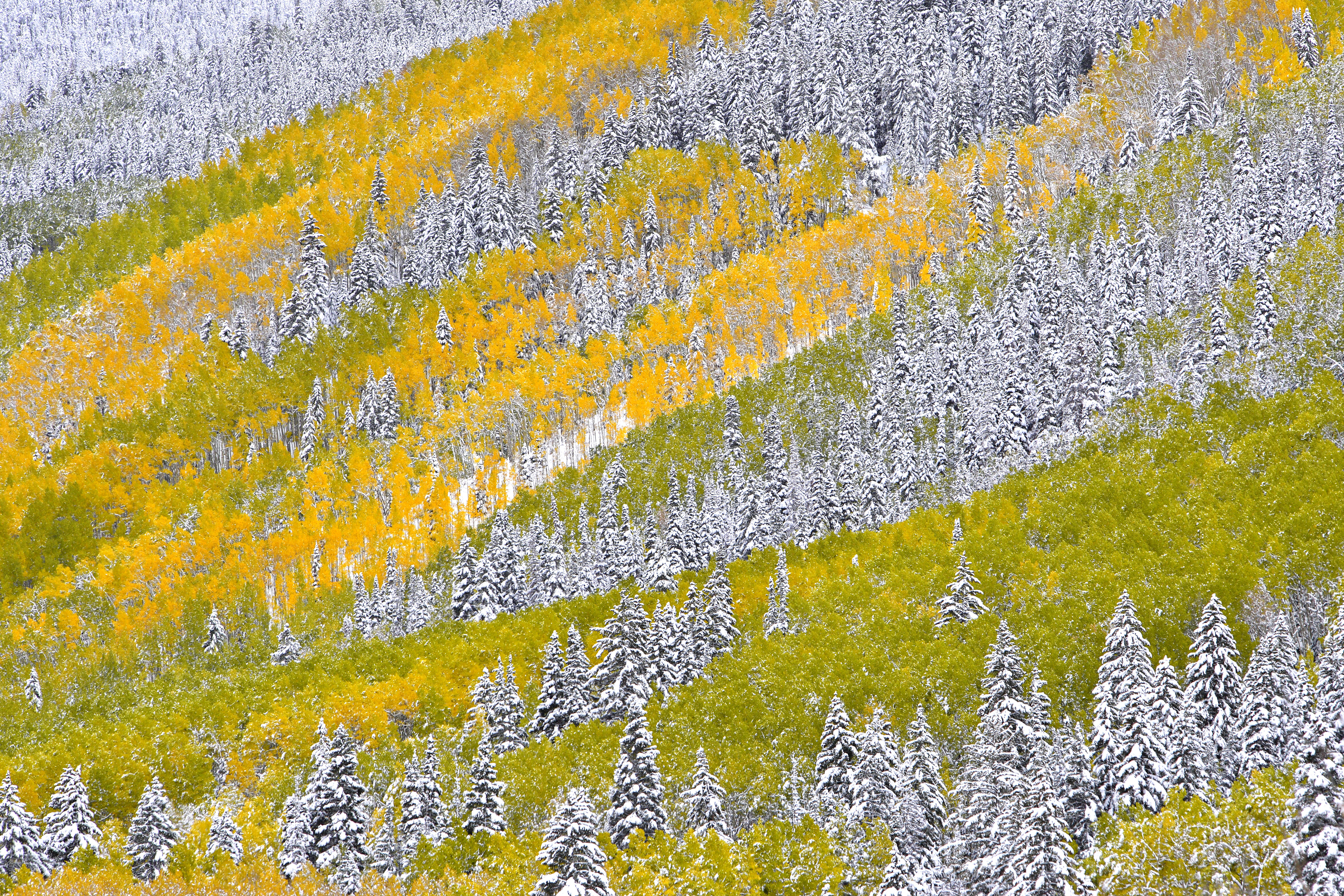 Autumn in Colorado – Aspen trees glowing in the golden light of seasonal wisdom
