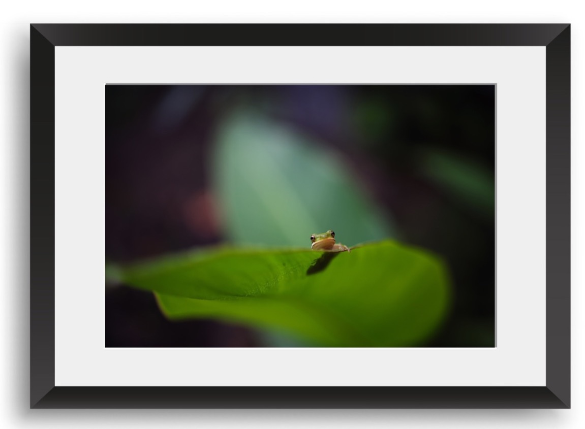 Curious Green Frog