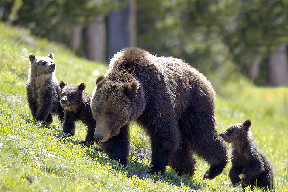 Grizzly 399 leading her cubs across a sunlit slope—teaching the route