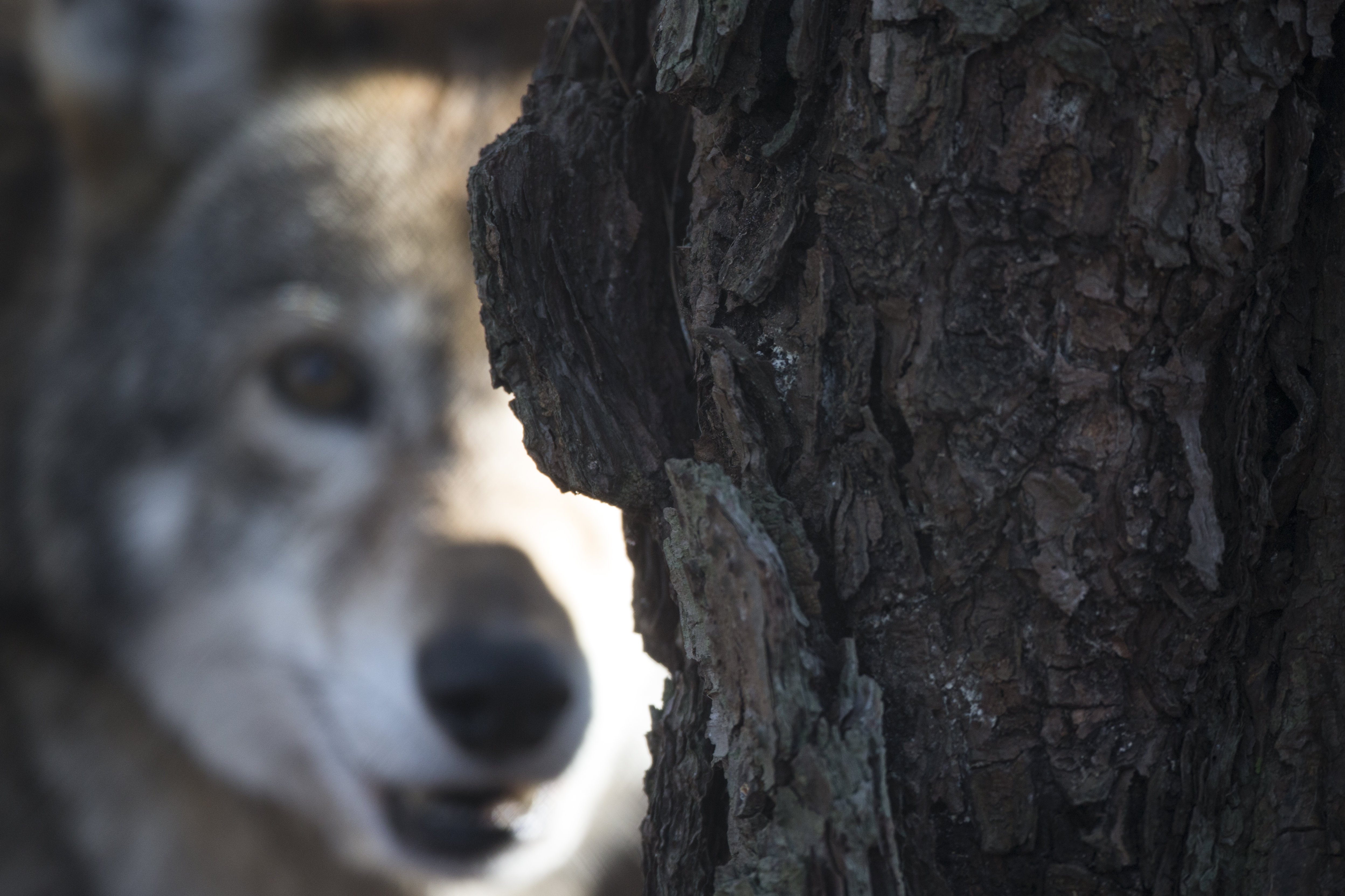 Red wolf in southeastern woodland habitat showing endangered species awareness and ecosystem presence