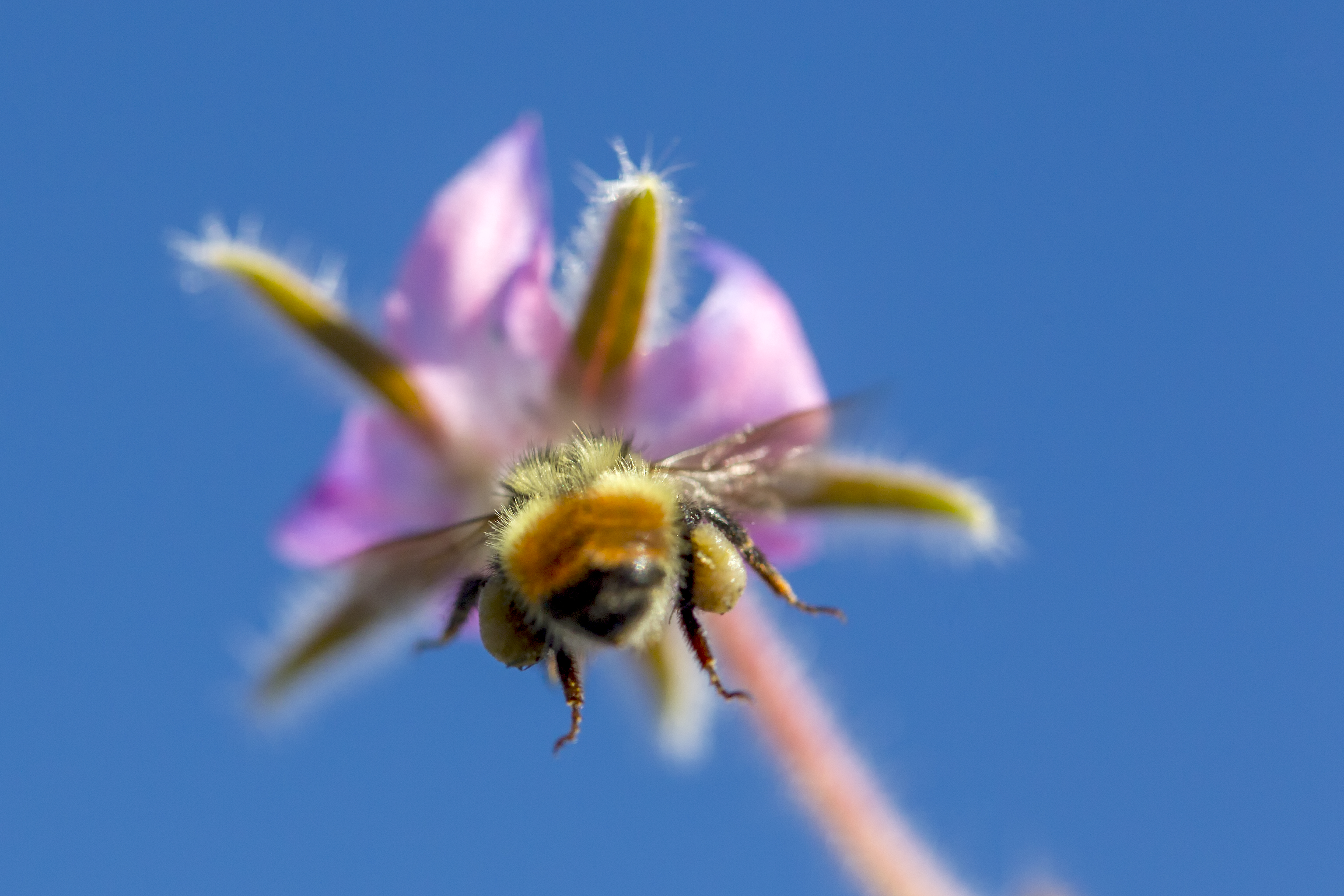 Honey Bee