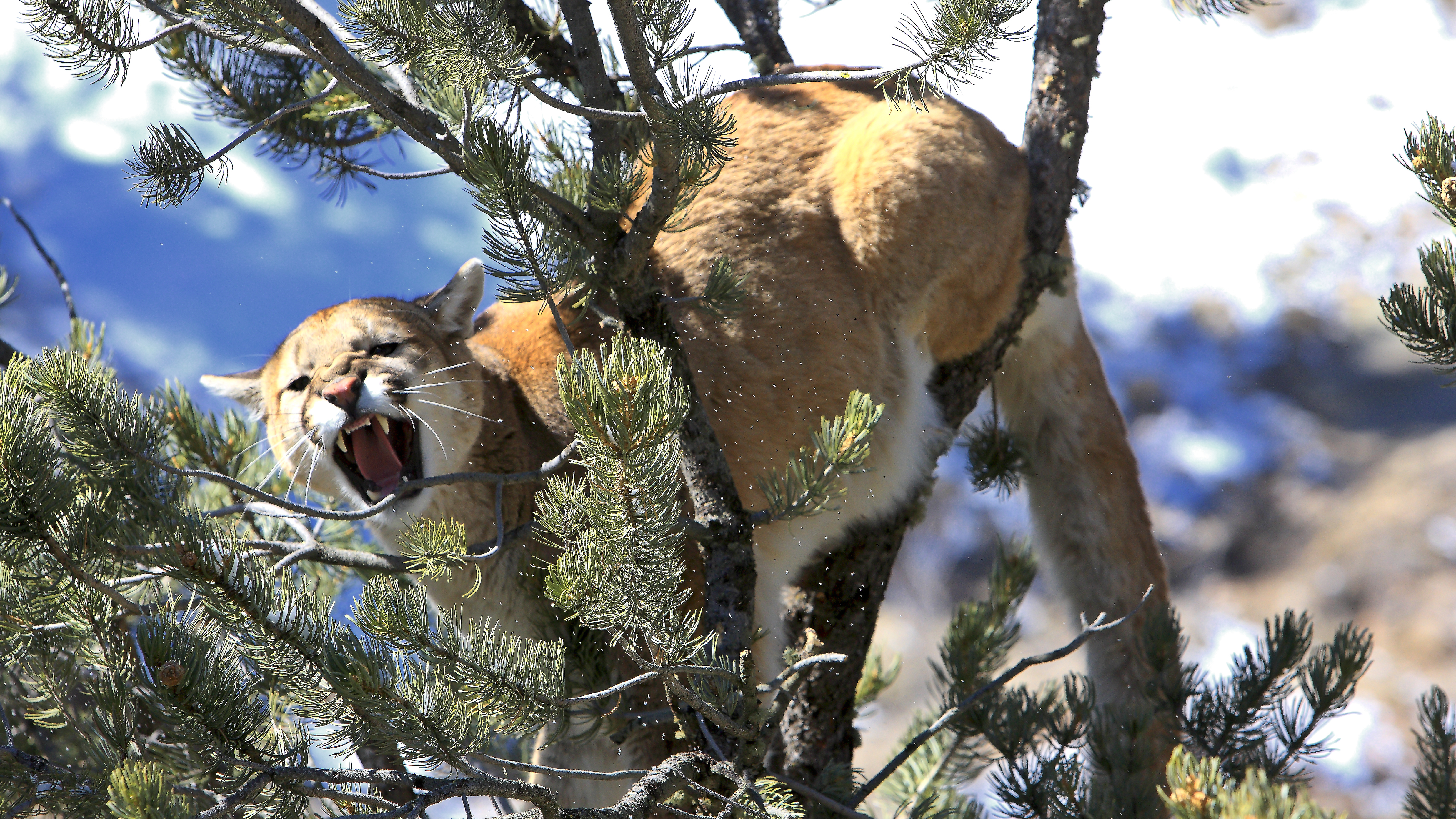 Mountain Lion Growl – Awakening the Primal Spirit by Robbie George